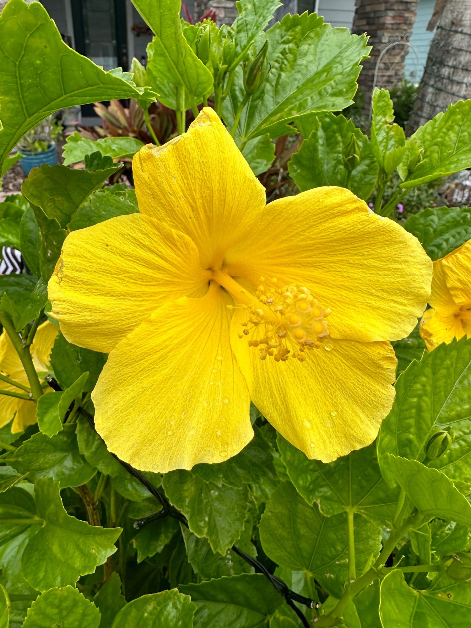 Yellow hibiscus in bloom.