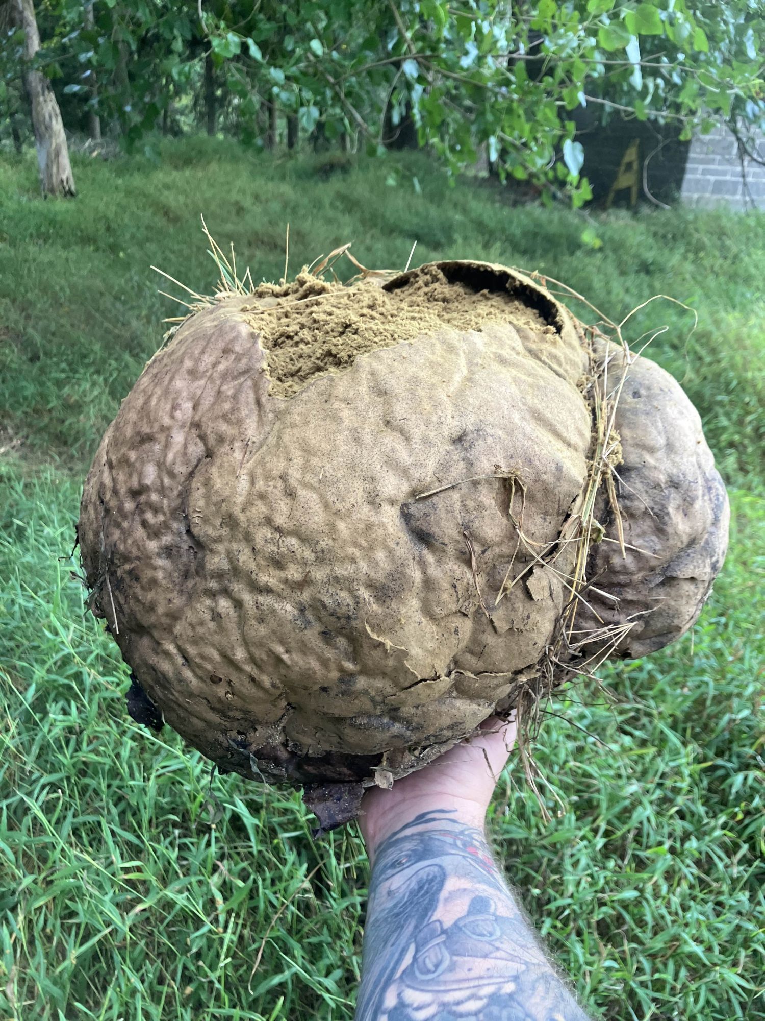 A giant puffball held in the hand; it's lumpy and brown and about 15" across with a papery skin and full of dusty spore containing material