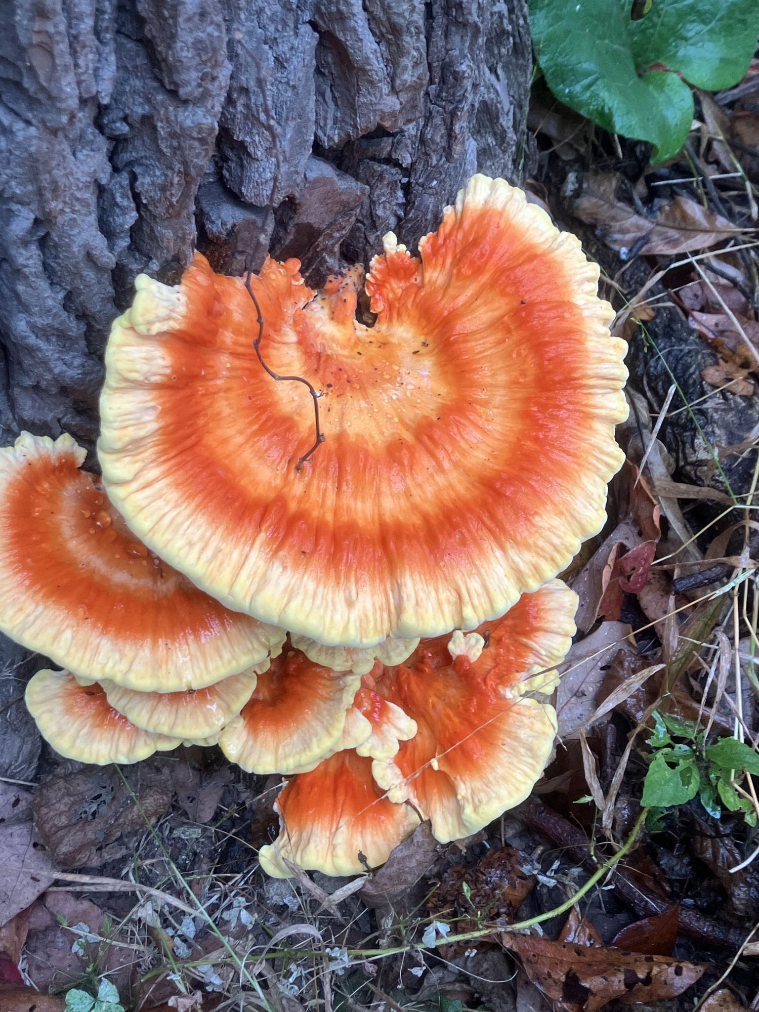 An orange and yellow fan shaped mushroom called chicken of the woods growing from the side of a tree