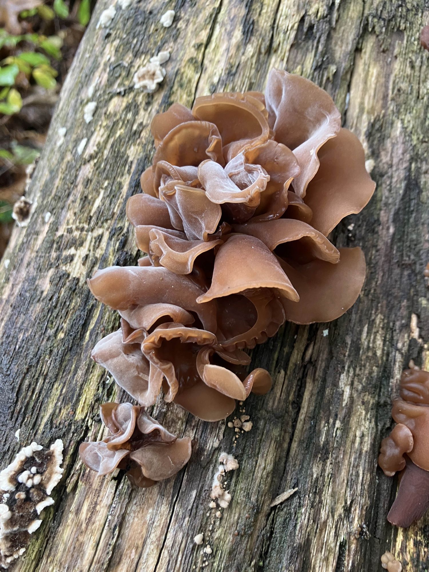 A brown, ruffly, jellylike mushroom called wood ear growing from a fallen log