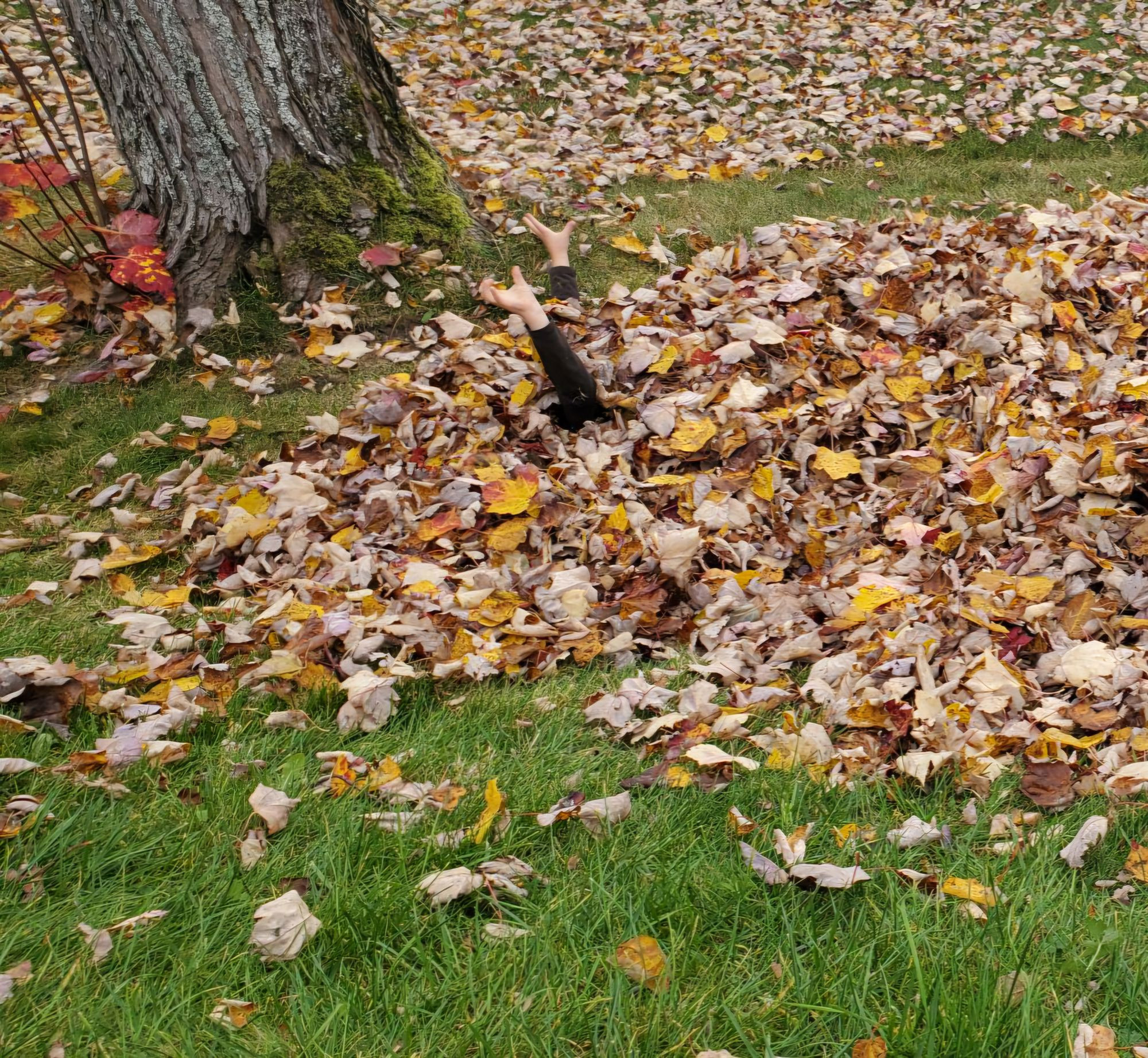 A pile of Autumn leaves under a tree. Protruding from the leaves is a pair of small human arms clad in black sleeves. No other sign of a body is present.