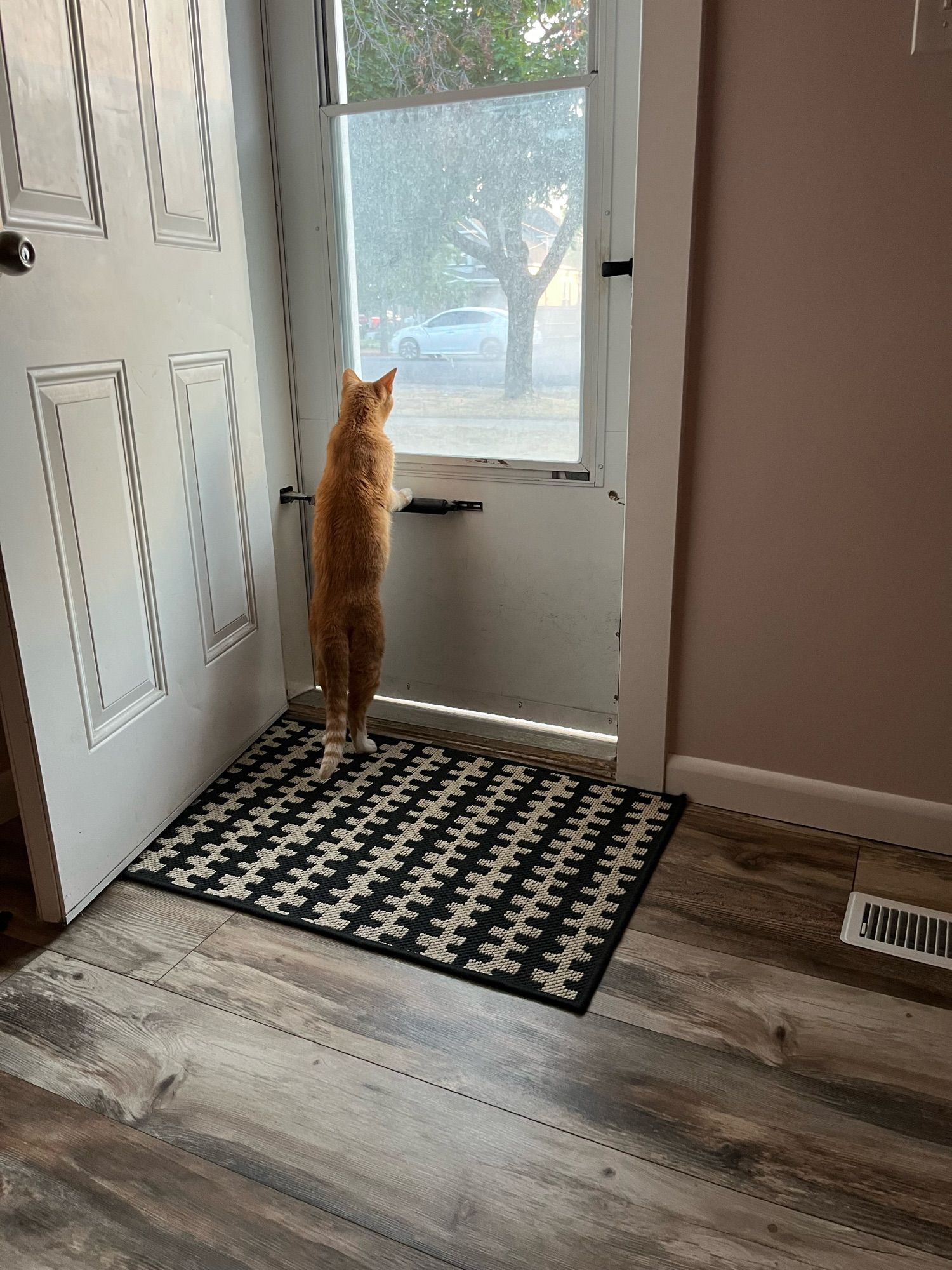 An orange cat standing on its hind legs looking out of a door window