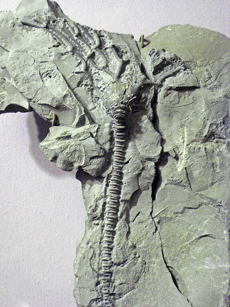 https://commons.wikimedia.org/wiki/File:Arthroacantha_carpenteri_%28fossil_crinoid%29_%28Silica_Shale,_Middle_Devonian;_Sylvania,_Ohio,_USA%29_3_%2835620858122%29.jpg