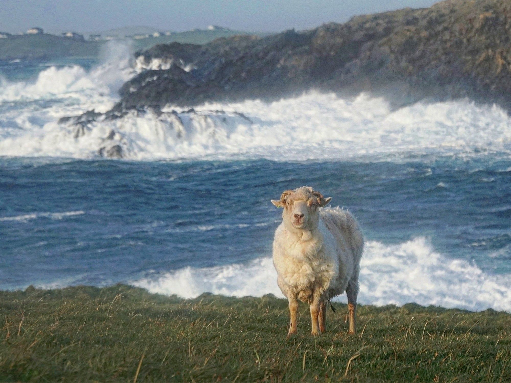 Image shows a white sheep with stormy sea behind