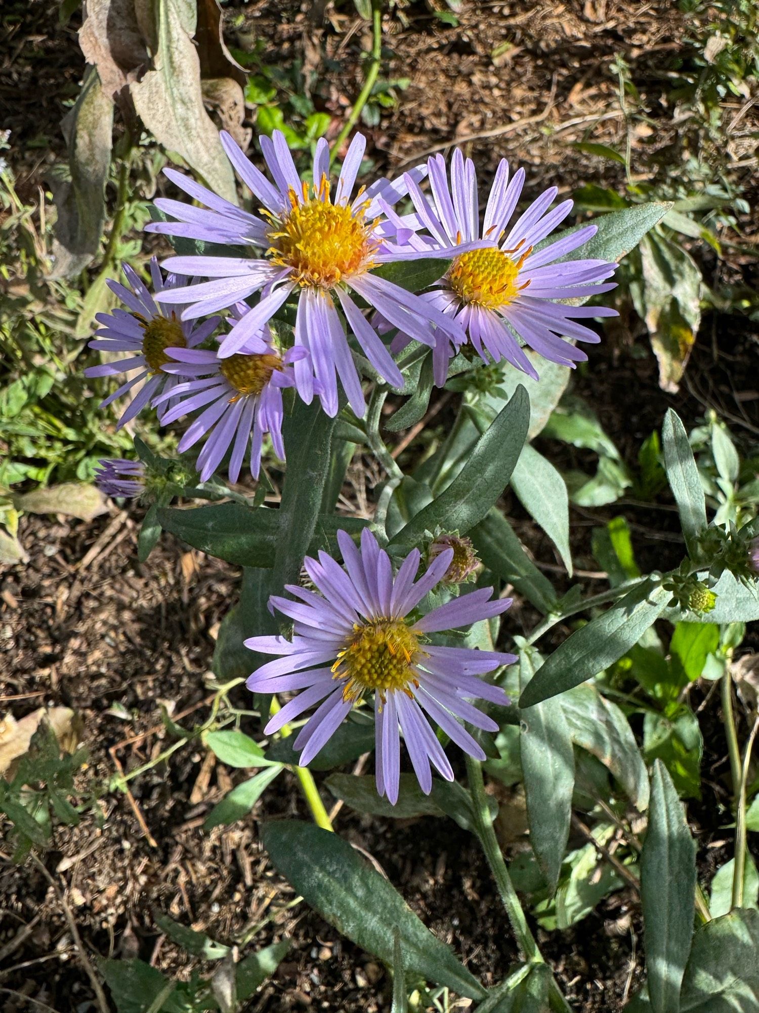 Photo of purple aster flowers with yellow centres and green leaves.