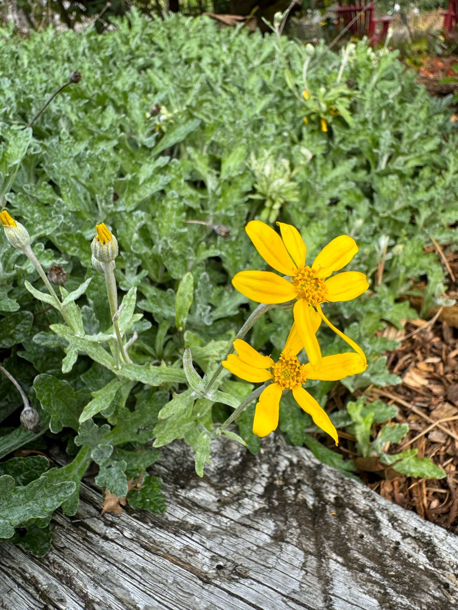 Close up photo of Woolly sunflower plant with two golden yellow flowers and lots of green foliage.