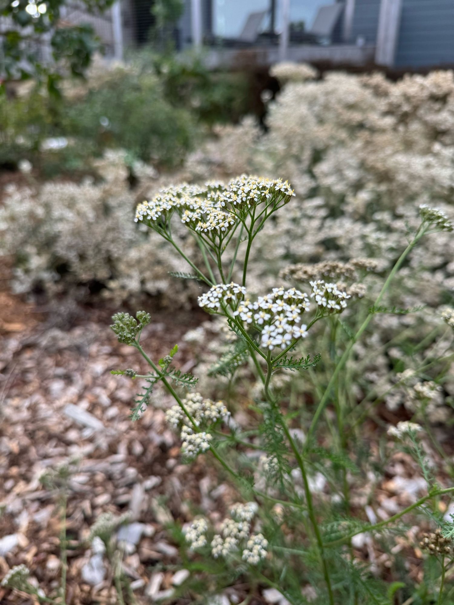 Photo of Yarrow plant that has white umbellifer flowers and lacy green foliage.