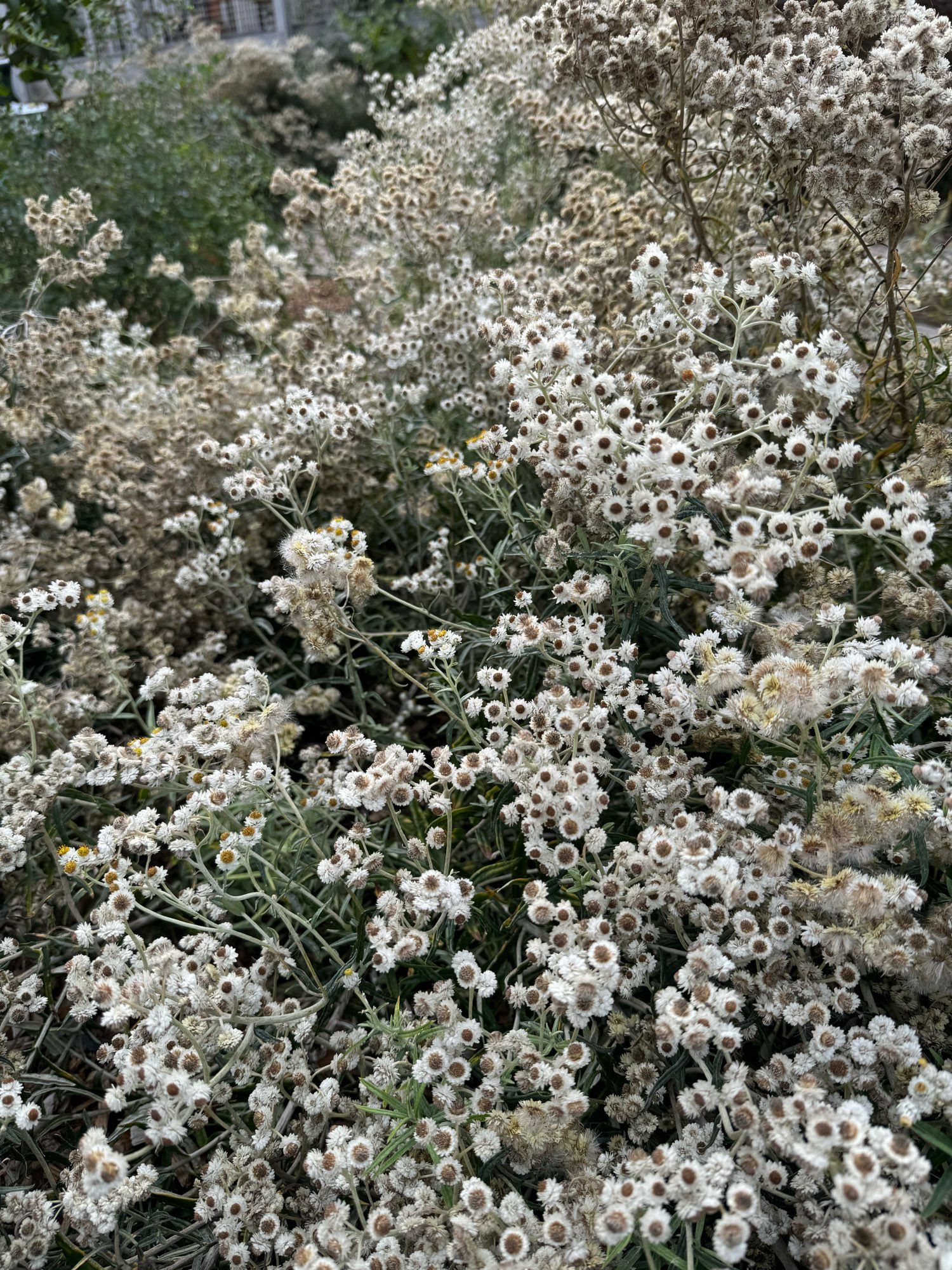 Wide photo of a patch of white and cream Pearly everlasting flowers in bloom and going to seed.