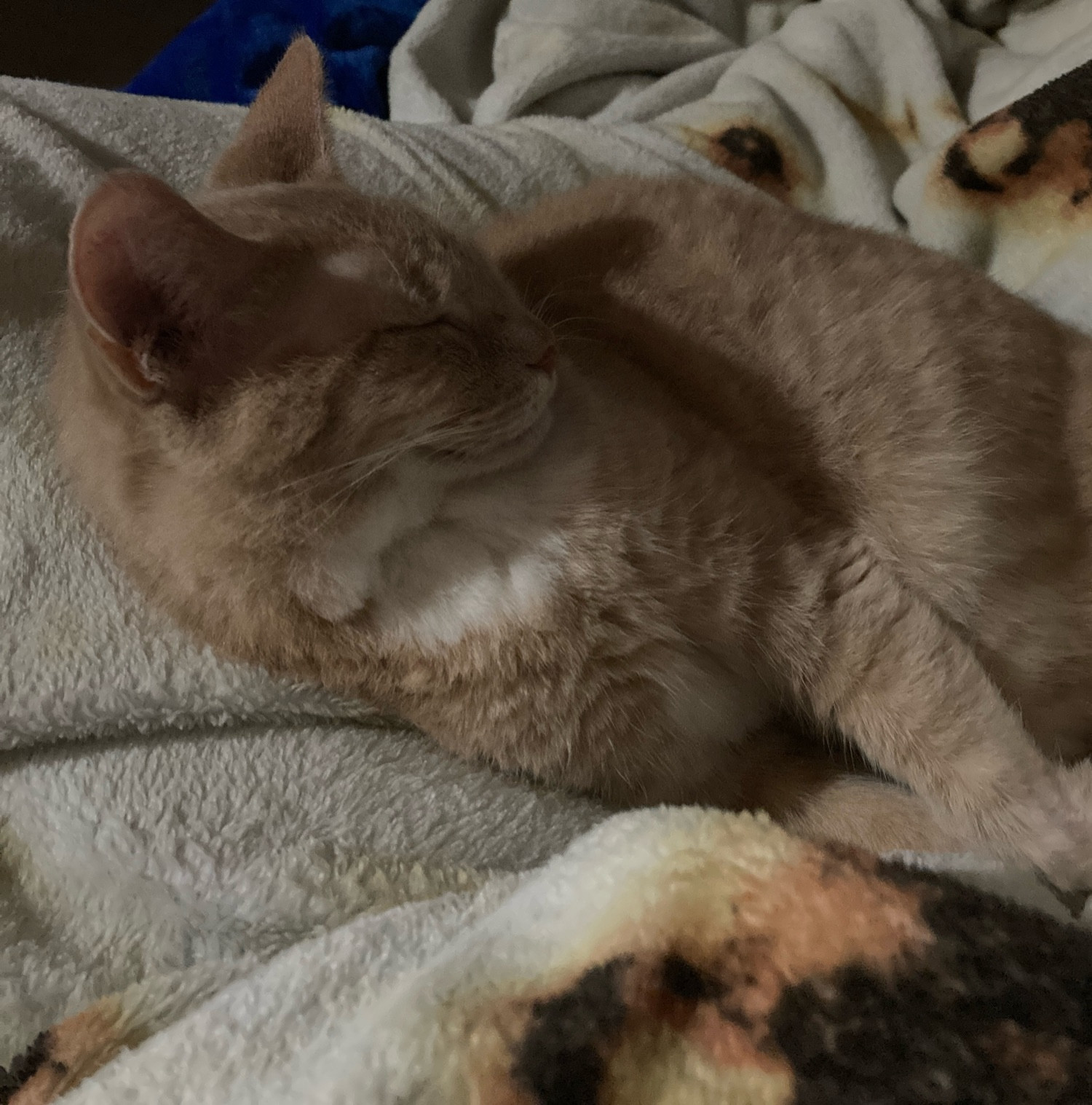 A small, orange tabby cat dozes on a blanket colored like a tortilla.