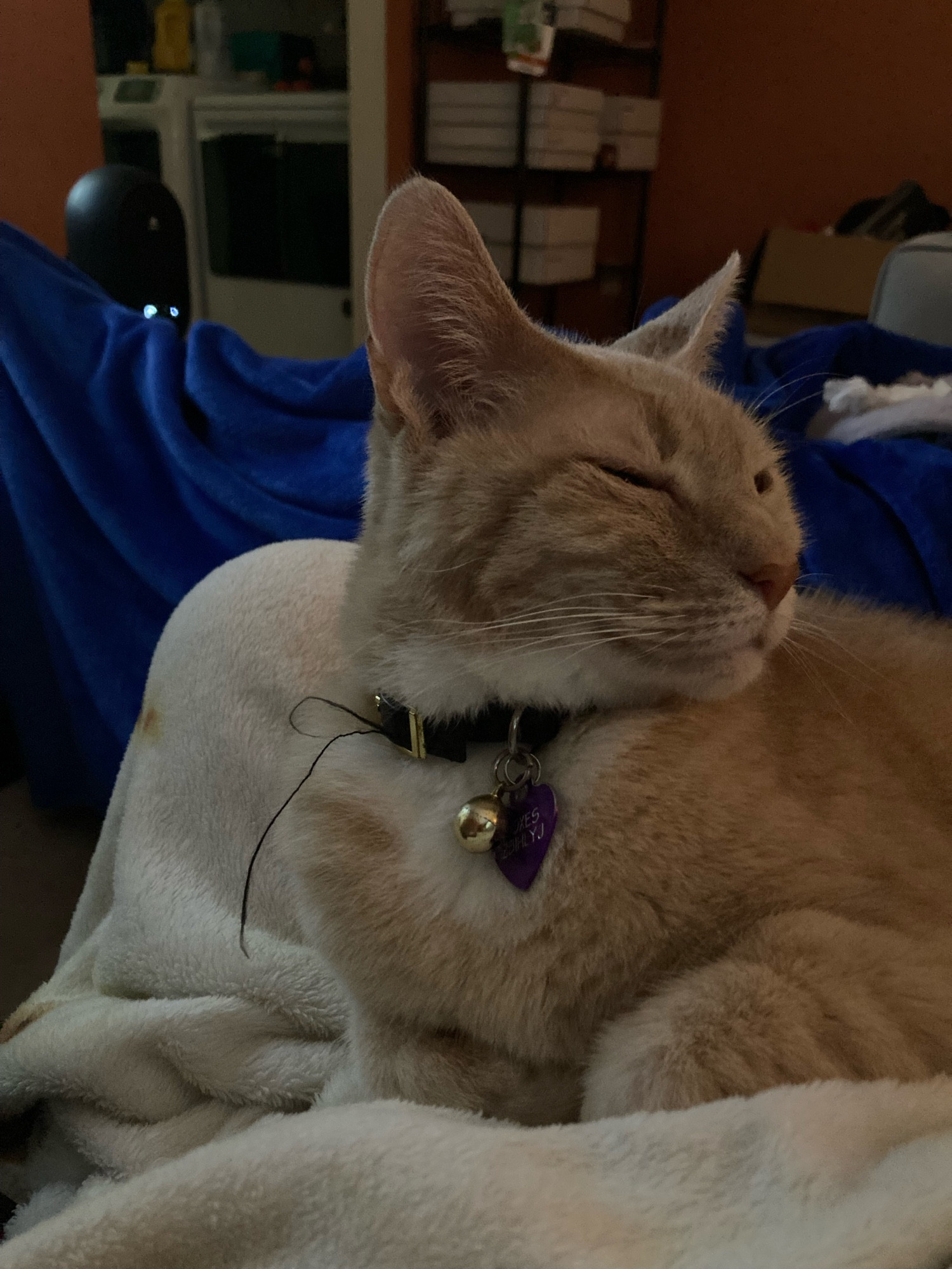 A small tabby cat falling asleep on a cream-colored blanket