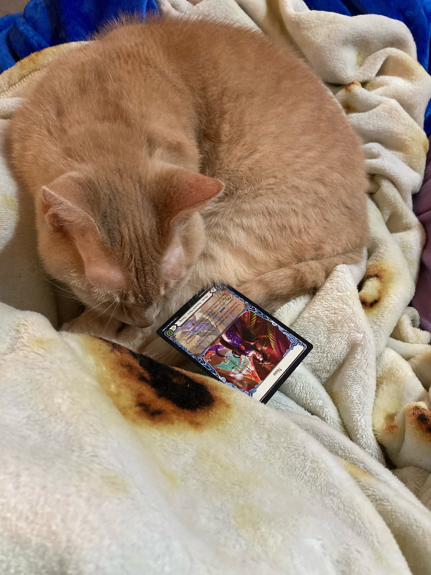 A small tabby cat is curled into a ball next to a Flesh & Blood TCG hero card named Nuu