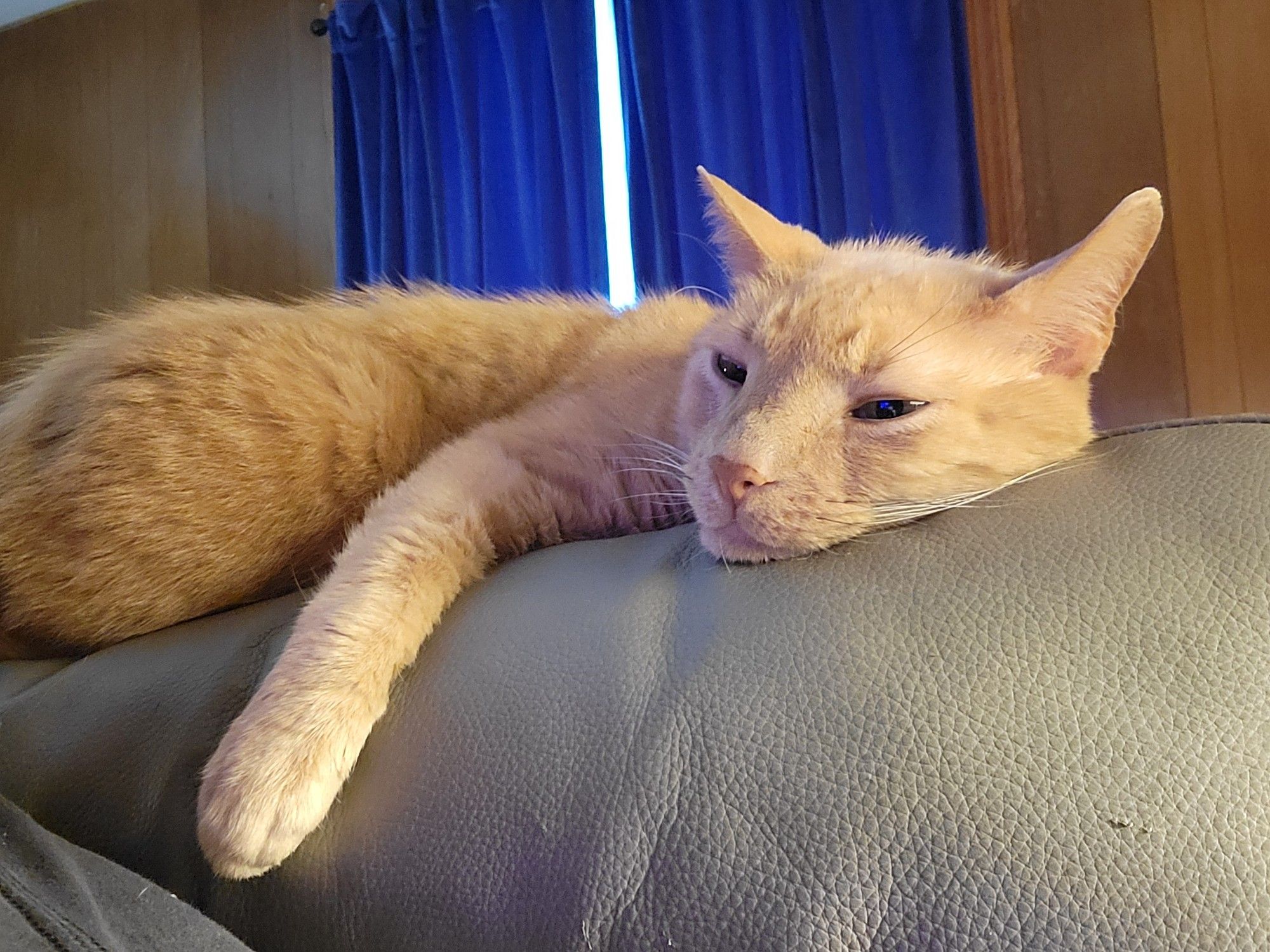 Photograph of an orange tabby cat lying on the back of a cushioned recliner, its eyes barely open