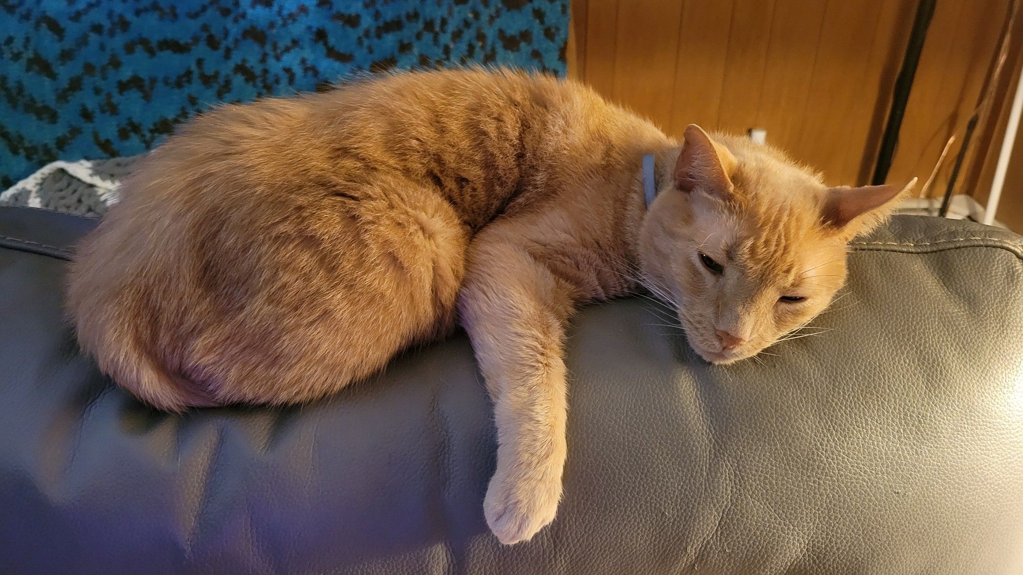 Photograph of an orange tabby cat draped over the back of a cushioned chair