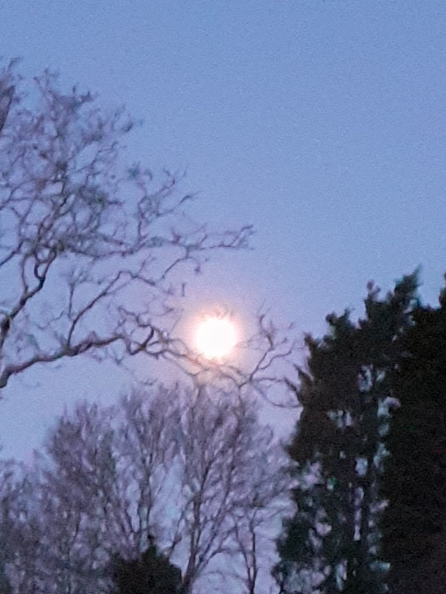 The Moon, completely out of focus, in the early morning sky, shining behind nearby trees.