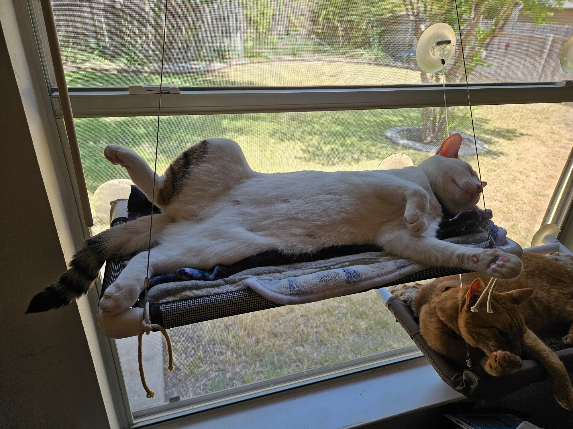 A white cat sleeps in a window hammock seat with her belly exposed. Her orange brother is licking his paw in the seat below her