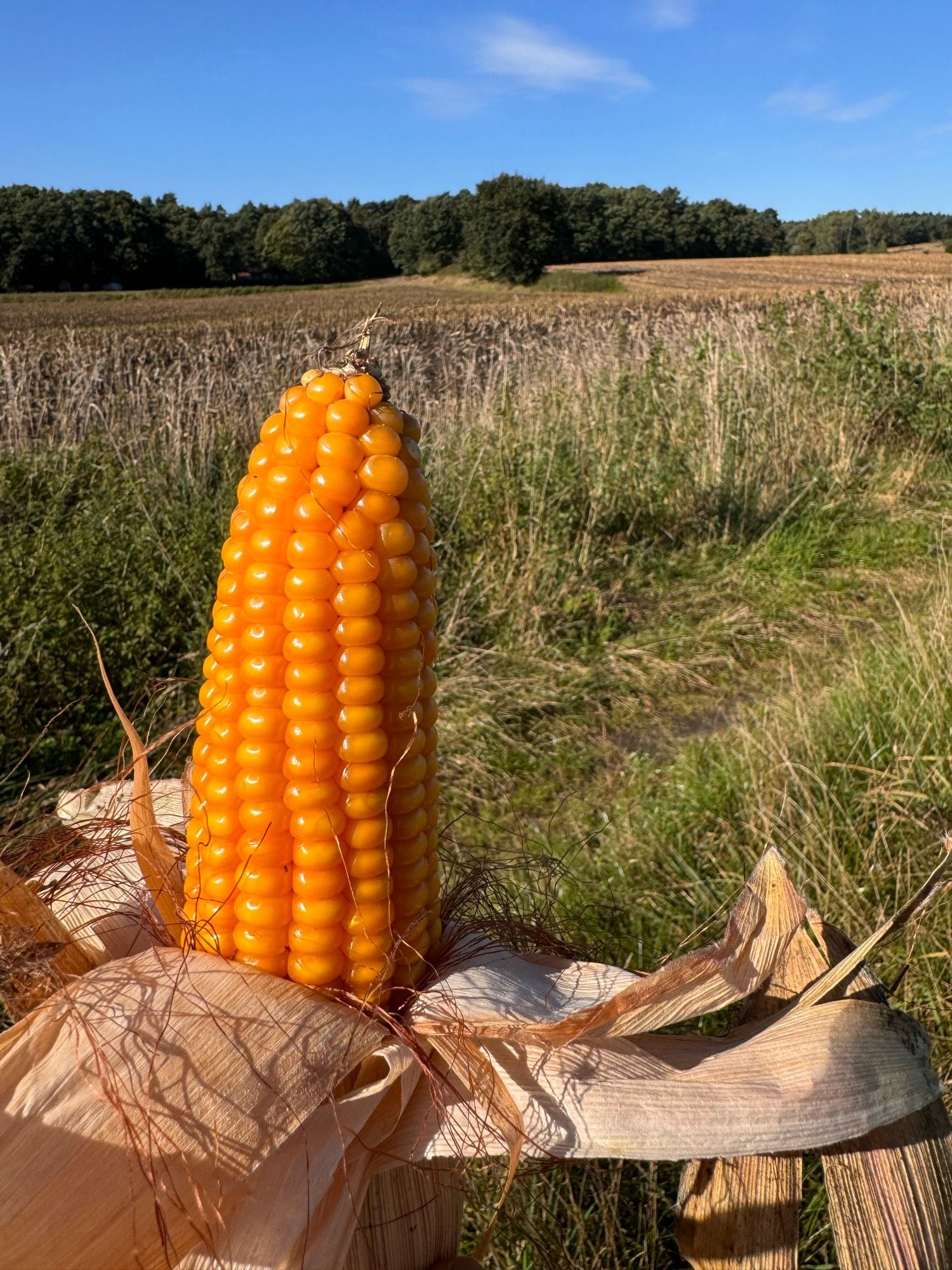 Der User steht vor einem abgeernteten Feld und hält einen Maiskolben in der Hand, bei dem die Schale zur Hälfte entfernt ist.