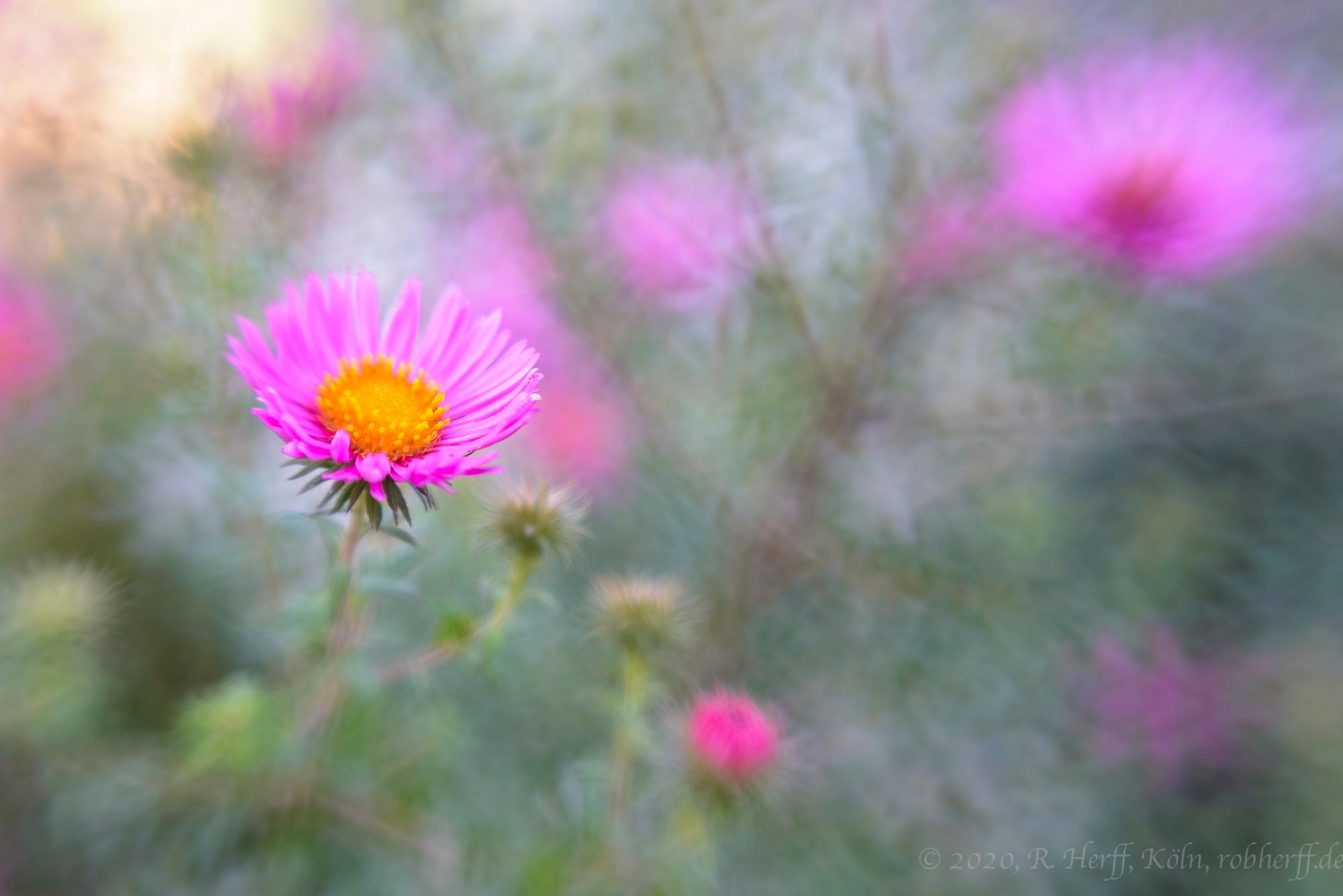 Im Foto aus meinem Archiv liegt die Schärfe links auf einer einzelnen pink blühenden Aster. 
Alle anderen Bildteile im Hintergrund darunter, darüber und seitlich sind unscharf. 
Diesen Effekt nennt man Sweetspot. Er wird direkt bei der Aufnahme des Fotos durch ein unkorrigiertes Objekt erzeugt, das oft zusätzlich über einen schwenkbaren Tubus verfügt.