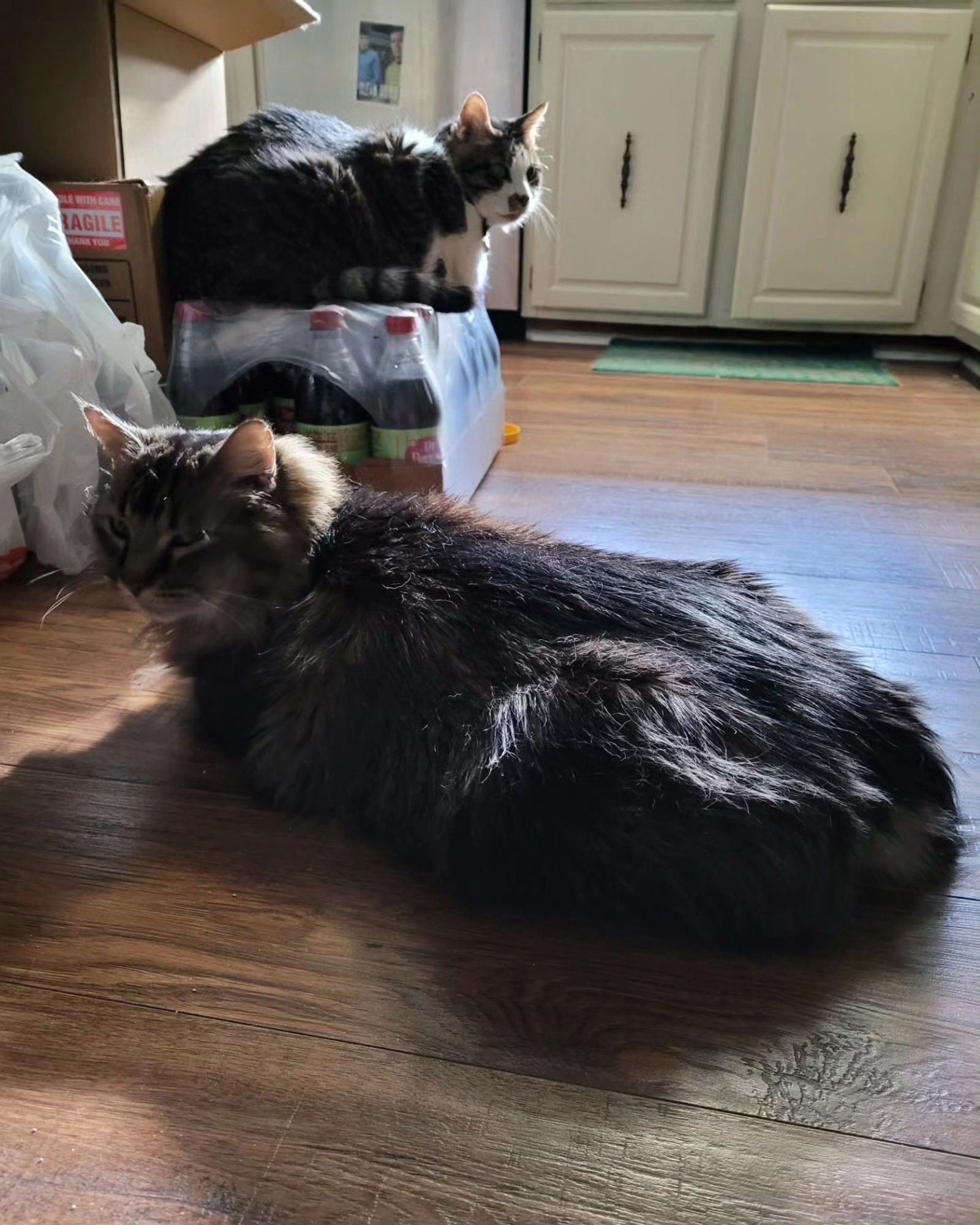 Dito (brown and white tabby) loafs on a case of Real Sugar Dr. Pepper, while Jammer (brown fluffy Maine Coon) lies on the floor looking judgementally at the camera.