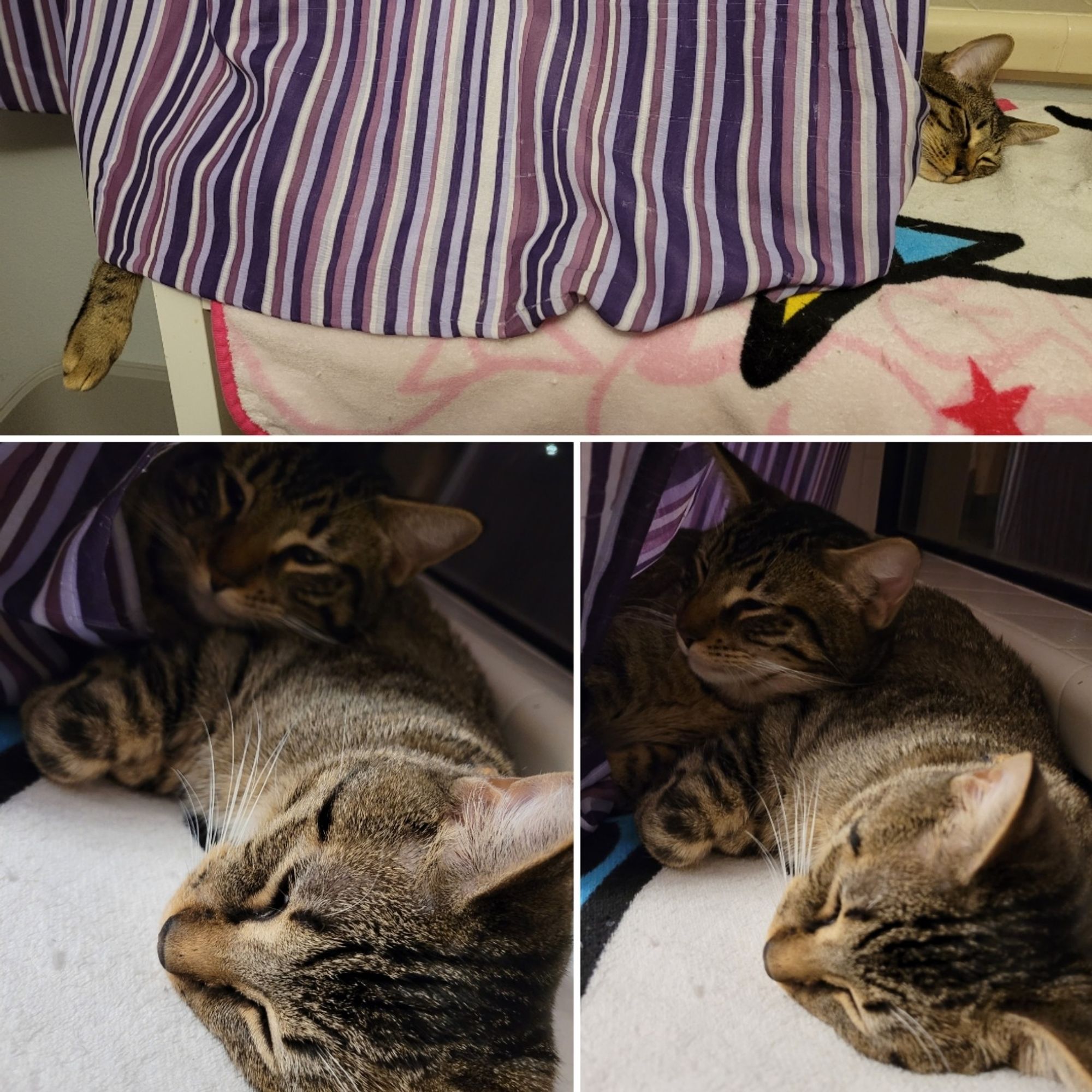 Three photos: top: a brown tabby cat head and foot peek out from behind a purple striped curtain; the bottom two photos show brothers Bigelow and Furnival, both brown striped tabby cats, cuddling together on a pastel plush blanket behind the curtain.