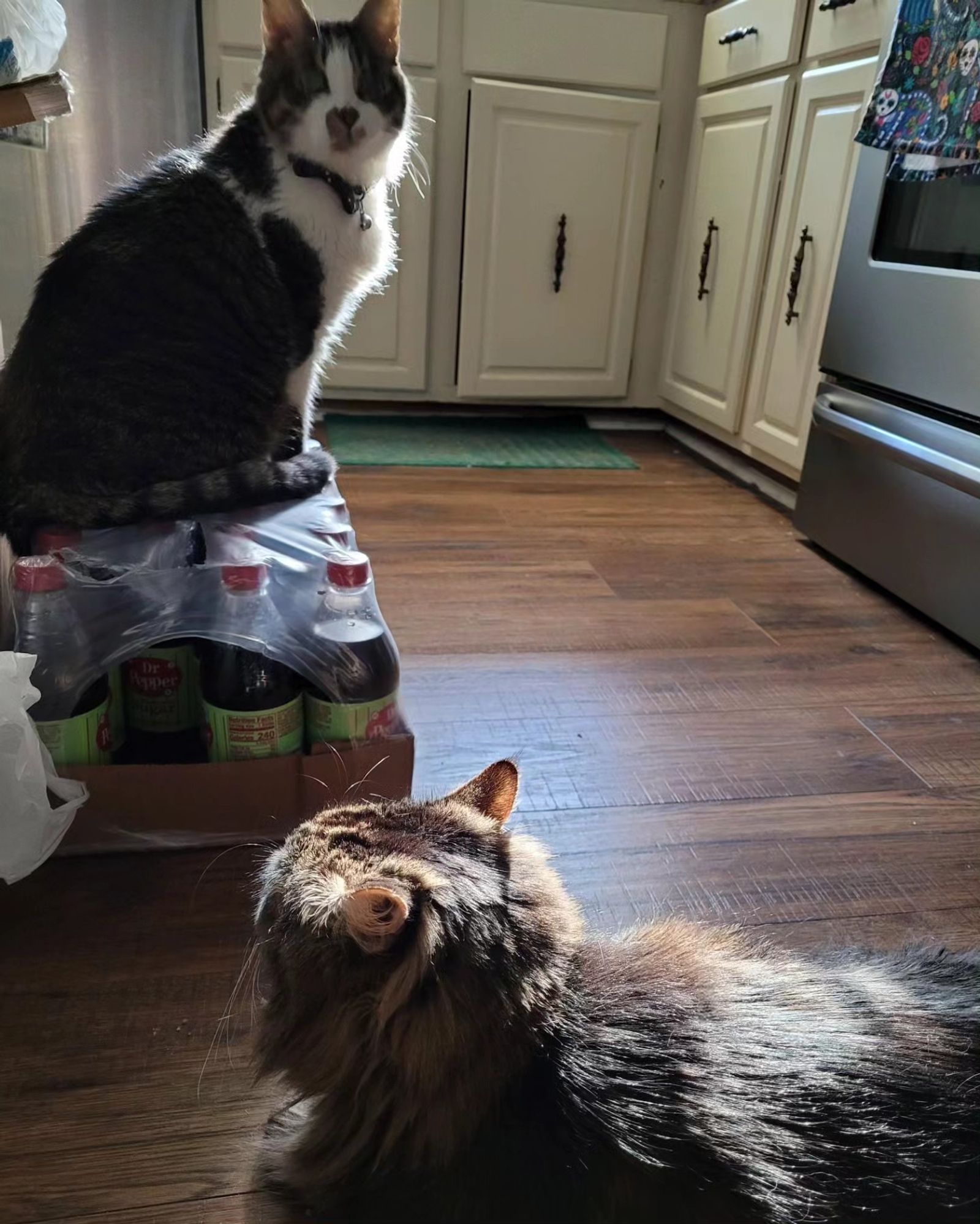 Dito (brown and white tabby) sits proudly on a case of Real Sugar Dr. Pepper, while Jammer (brown fluffy Maine Coon) lies on the floor with his ears back.