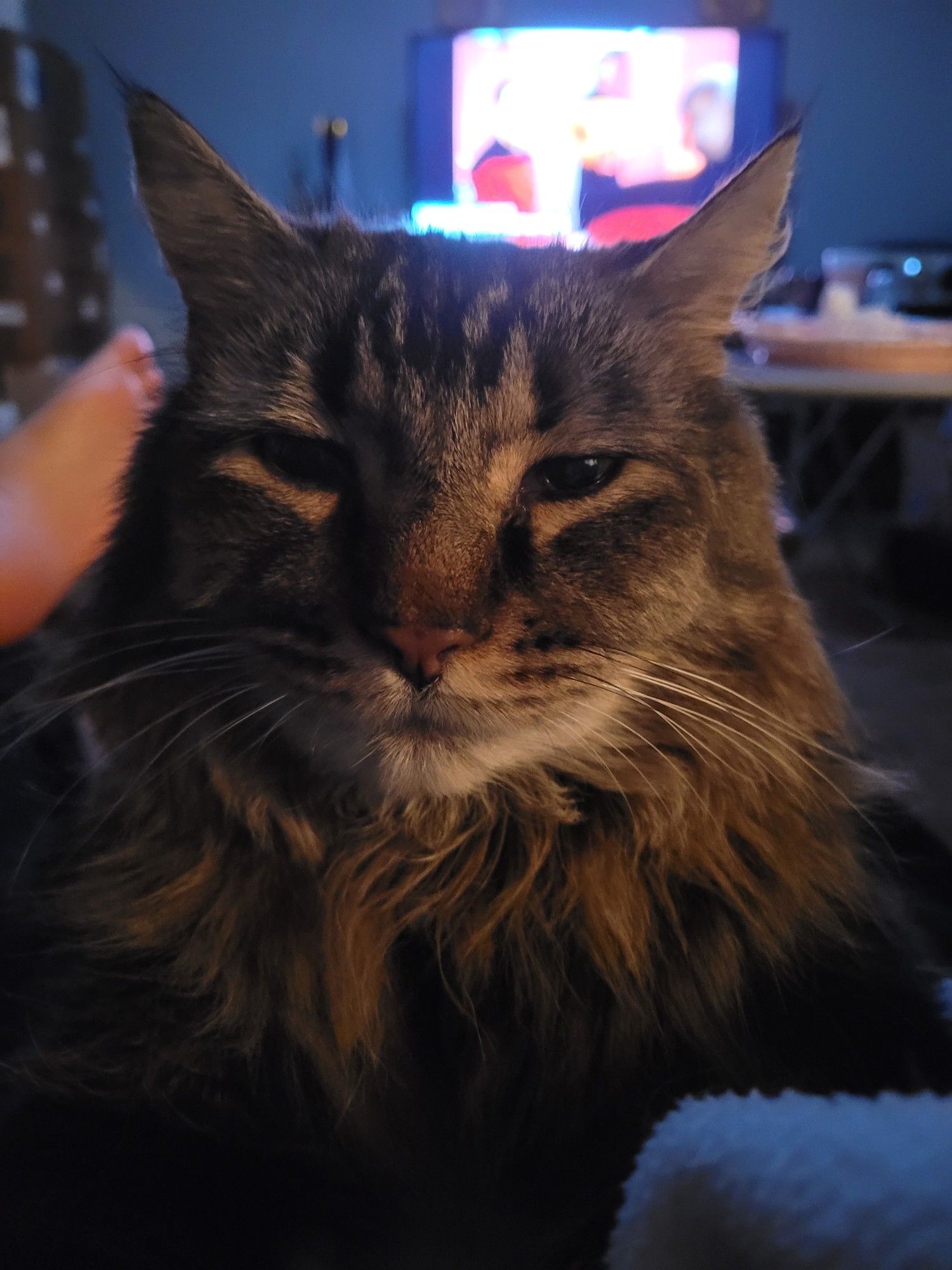 Jammer, a brown fluffy Maine Coon mix, sits on a lap, his eyes half closed. Behind him, Star Trek: The Next Generation plays on a TV in a mostly dark room.