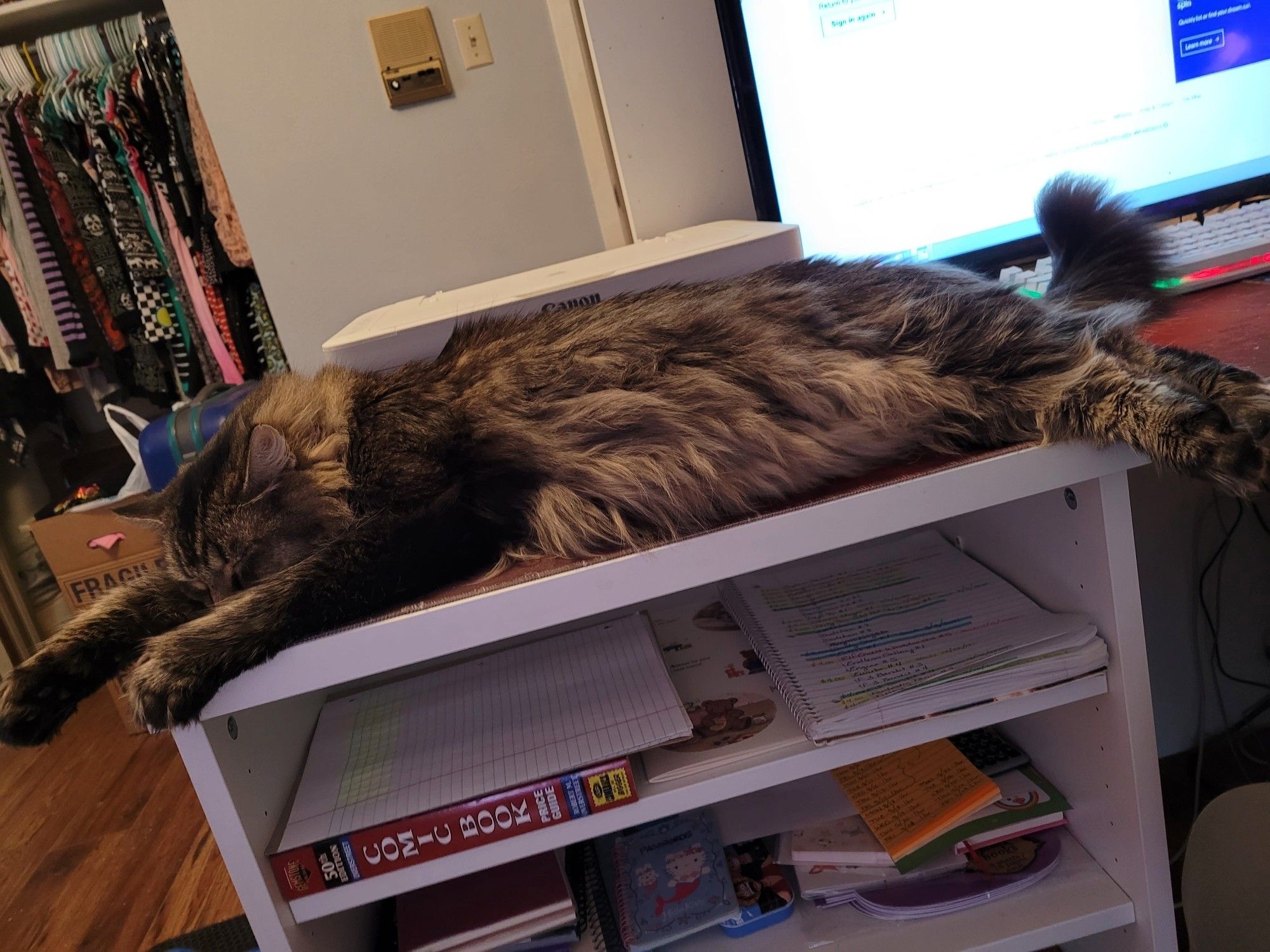 Jammer, a fluffy brown striped Maine Coon mix, lies fully stretched on a computer desk.