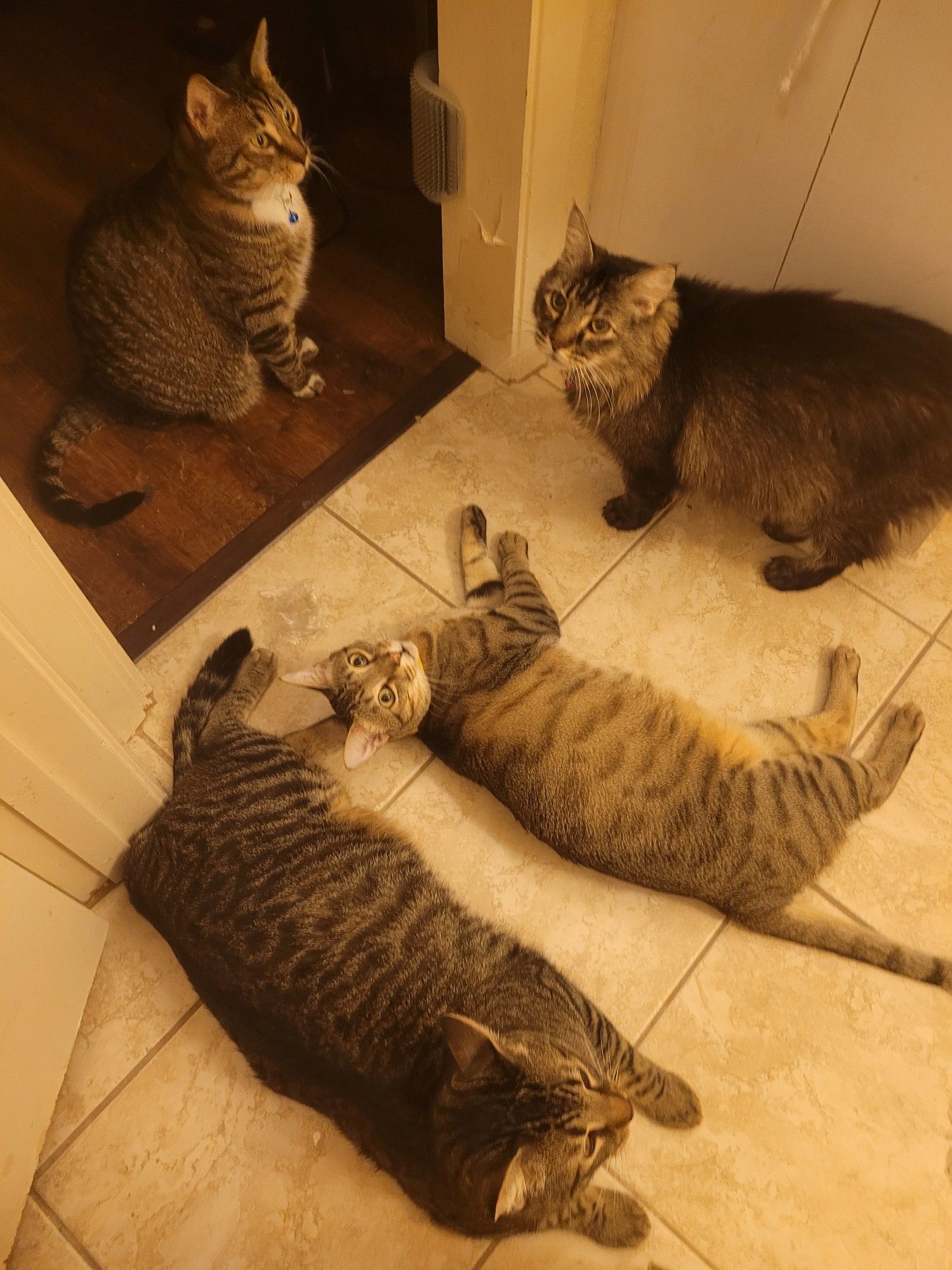 Four brown cats arranged on a tile floor, from left to right: Bigelow (striped tabby, lying down looking away), Churro (dilute striped tabby, lying down looking at camera), Jammer (fluffy Maine Coon mix, standing and looking up) and above, Furnival (striped tabby with white accents, sitting and looking away).