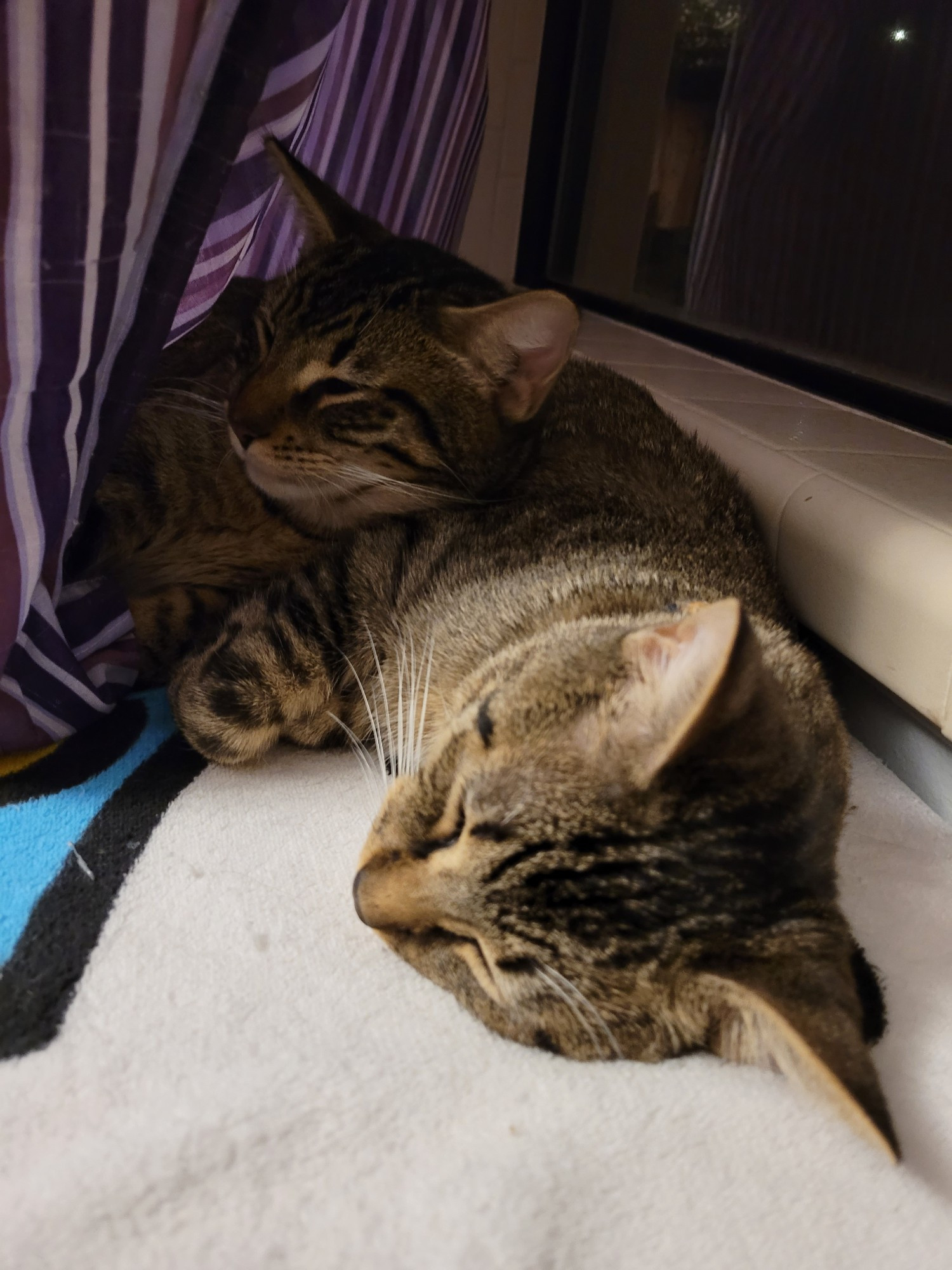 Two juvenile brown striped tabby cats,  hiding behind a purple striped curtain. Both are lying on a plush blanket and one uses the other as a pillow.