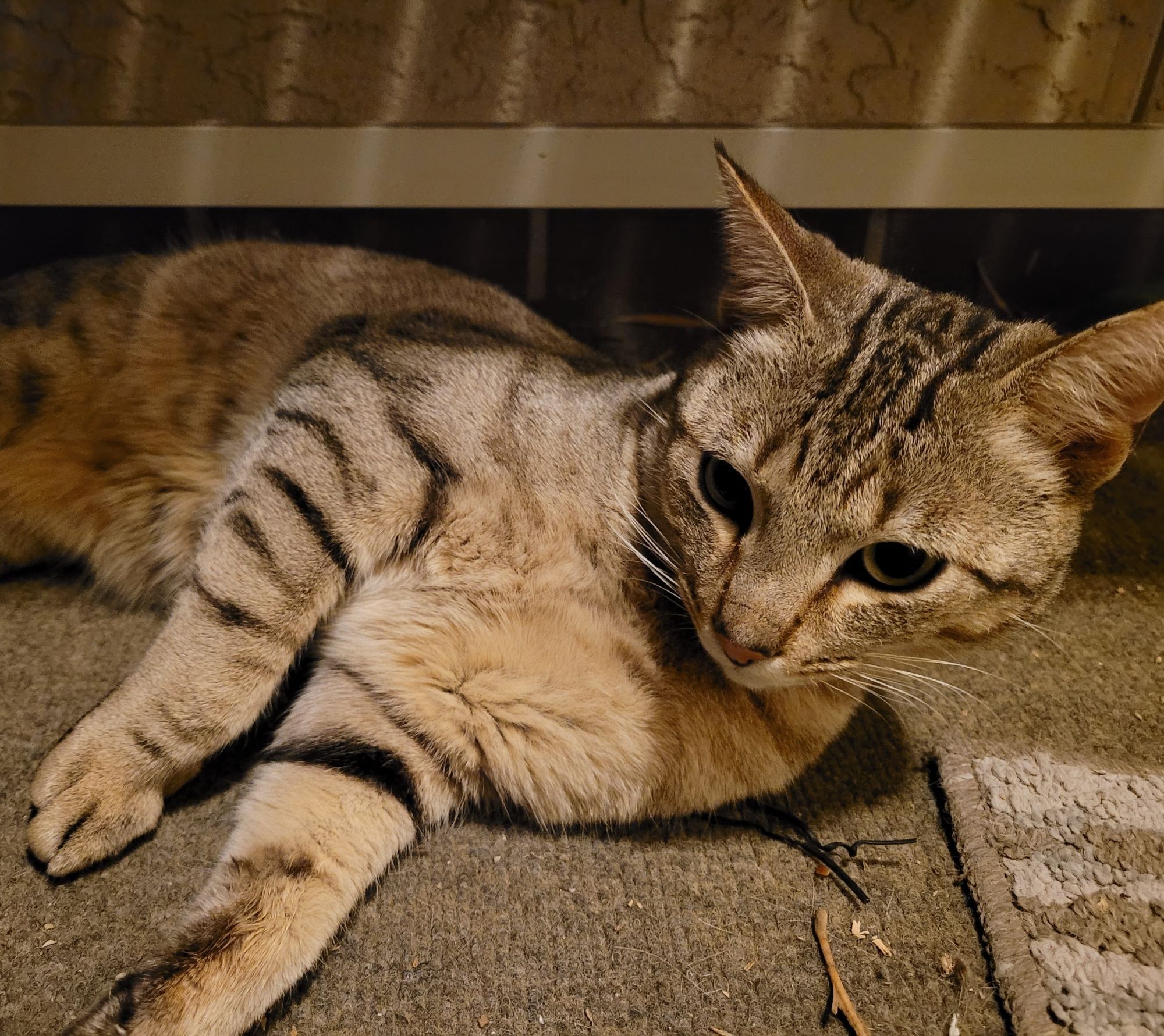 Churro, a buff dilute tabby cat, rolls on a porch floor covered in outdoor carpet.