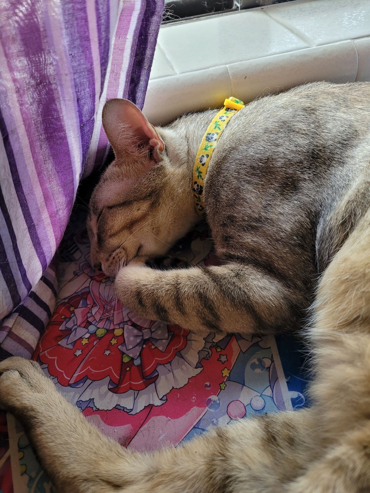 Churro, a dilute buff colored tabby cat, sleeps cutely on an anime-art playmat next to a purple striped curtain.