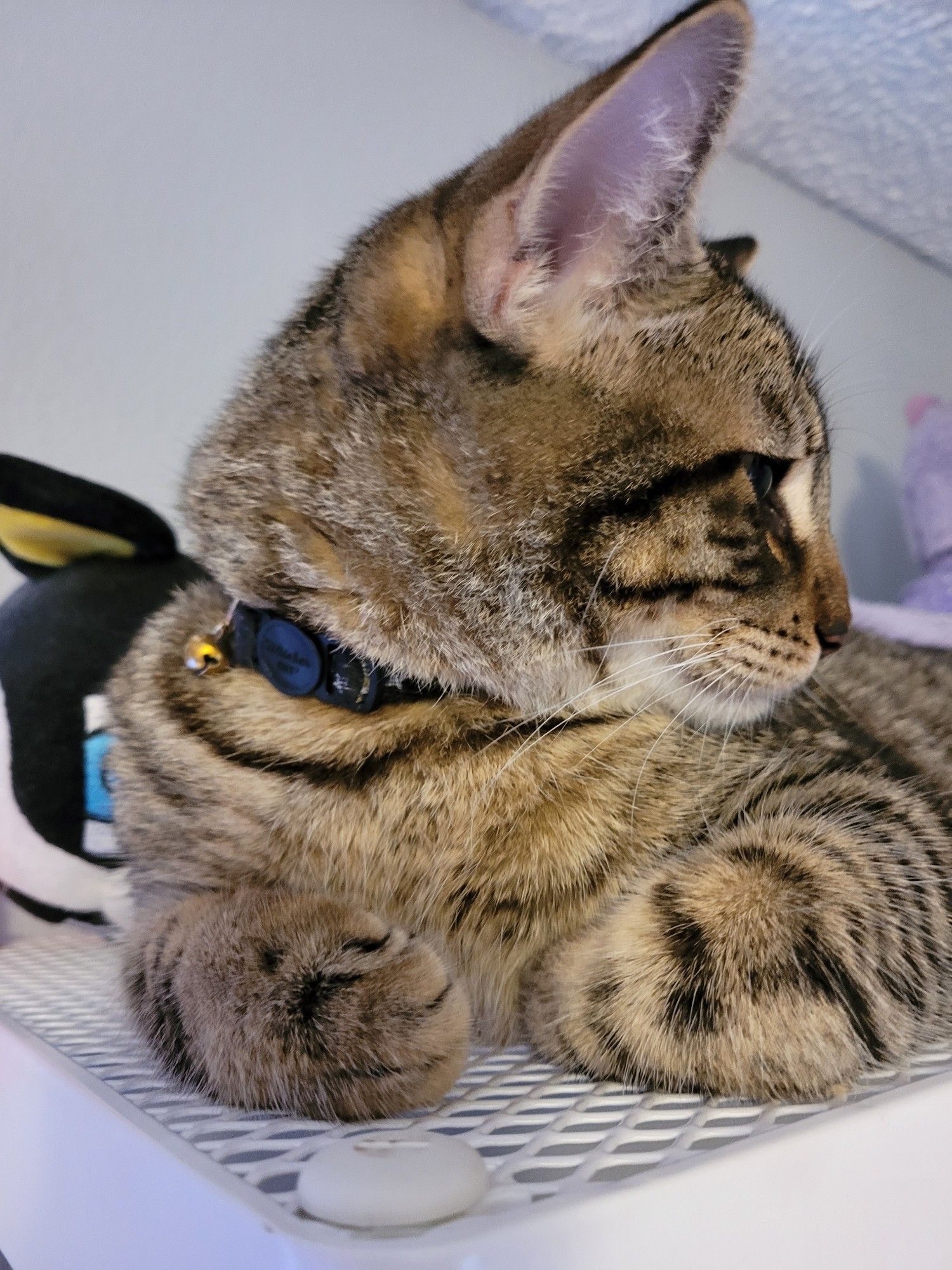 Bigelow, a brown striped tabby cat, lies atop a white metal Ikea clothes rack, with paws curled.