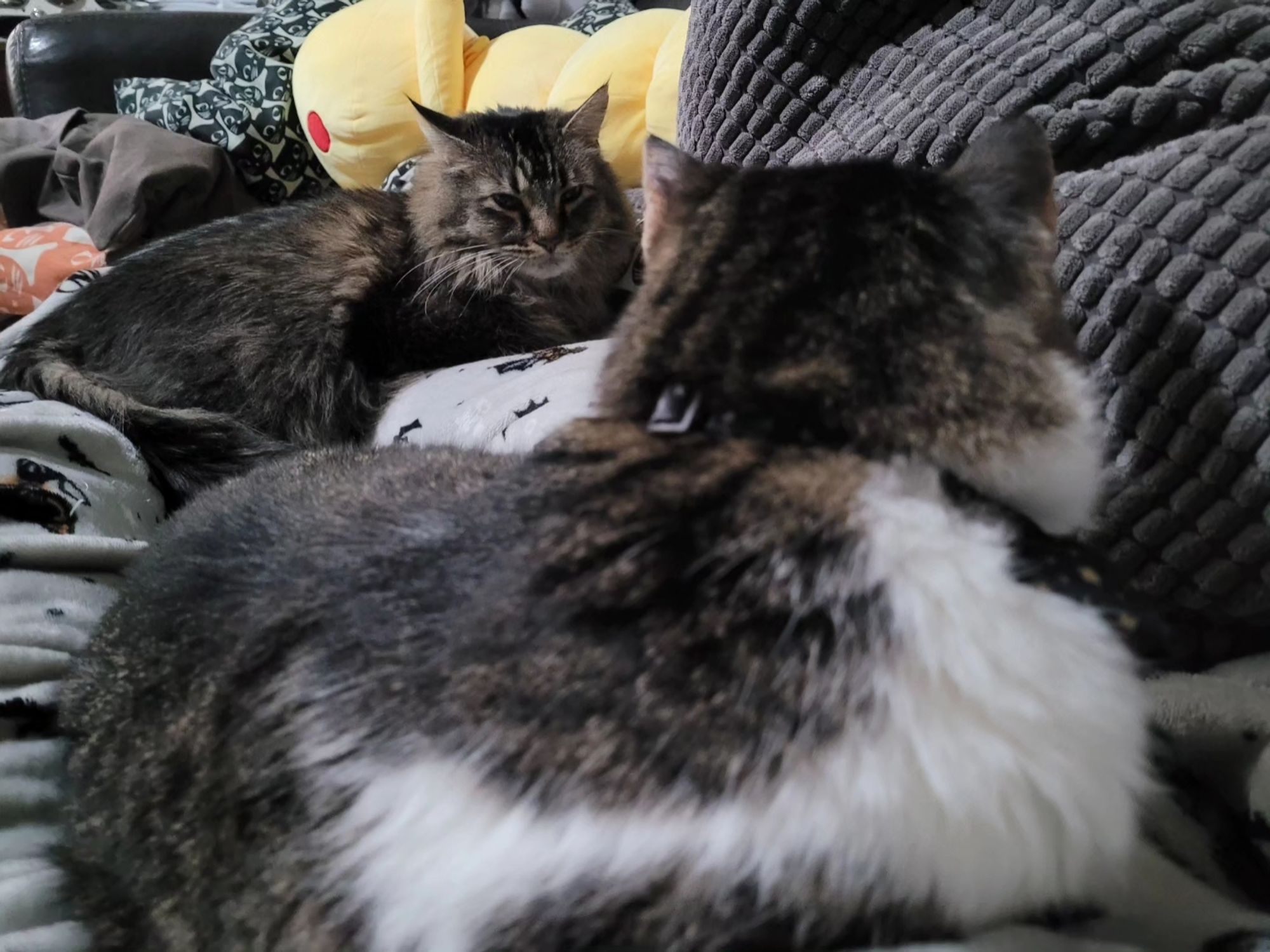 Dito, a brown and white tabby, turns to look disdainfully at Jammer, a brown fluffy Maine Coon mix. Everyone looks annoyed.