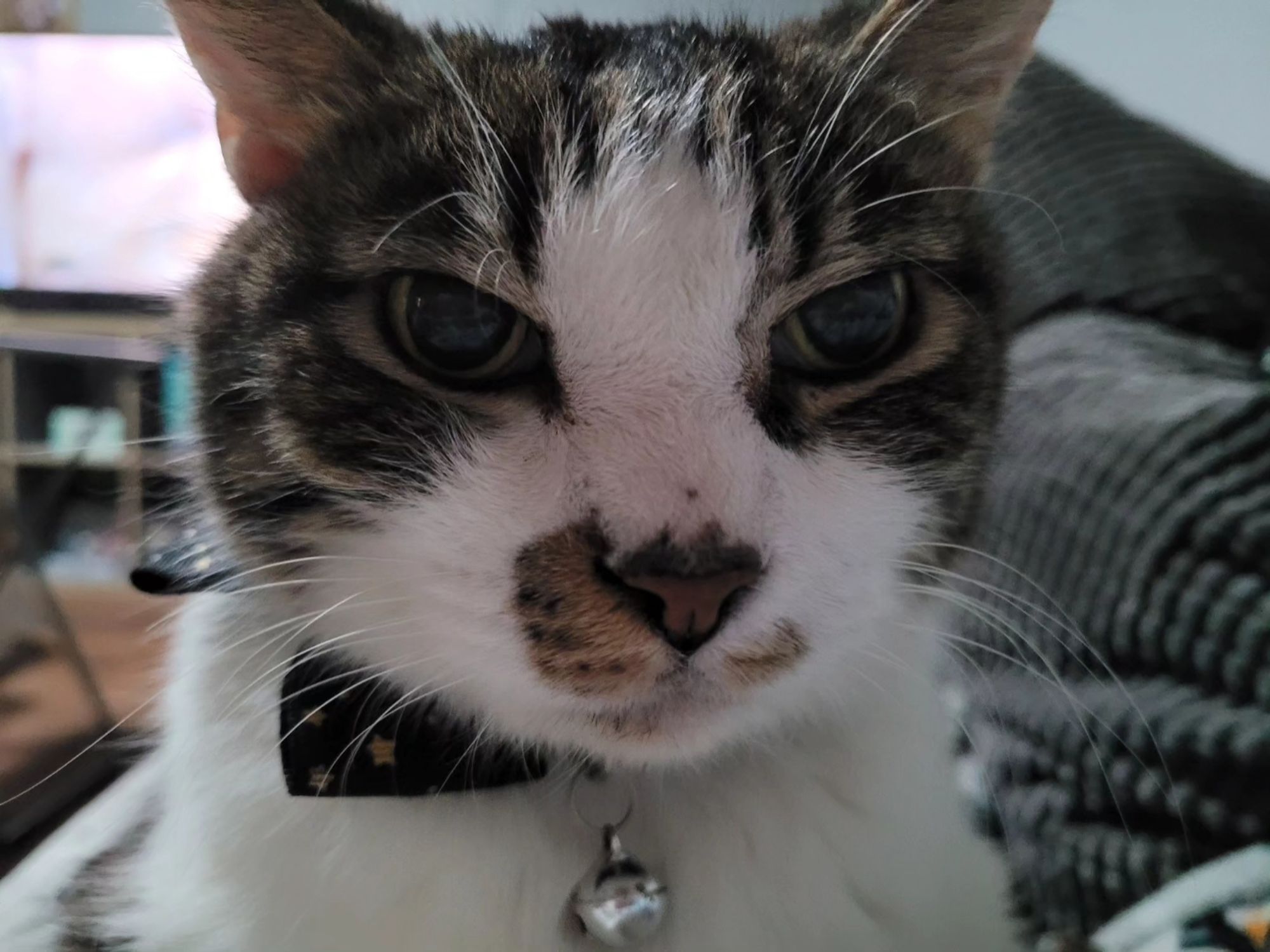 Dito, a brown and white tabby cat, frowns at the camera.