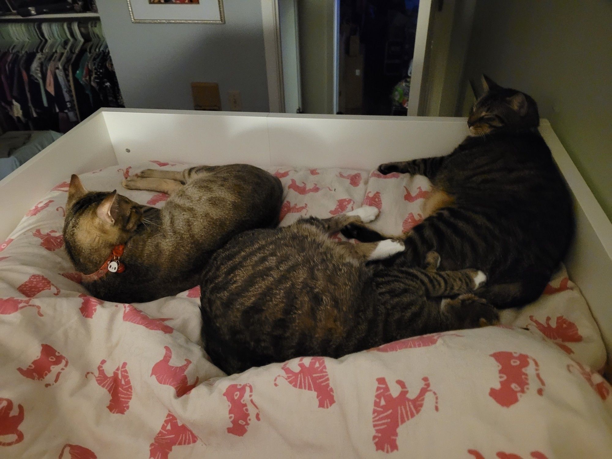 Three brown tabby cats cuddle together at the end of an Ikea Stuva loft bed. The duvet cover is white with bright pink tigers printed on it.