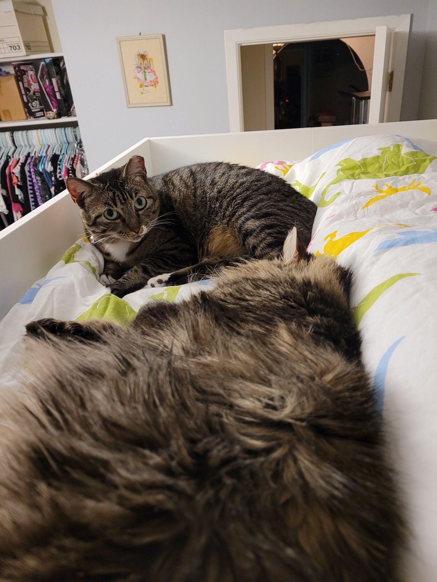 In the foreground, Jammer a fluffy brown Maine Coon mix snoozes in a heap. In the background, Tini a small brown and wite tabby cat is curled up looking at the camera with green eyes.