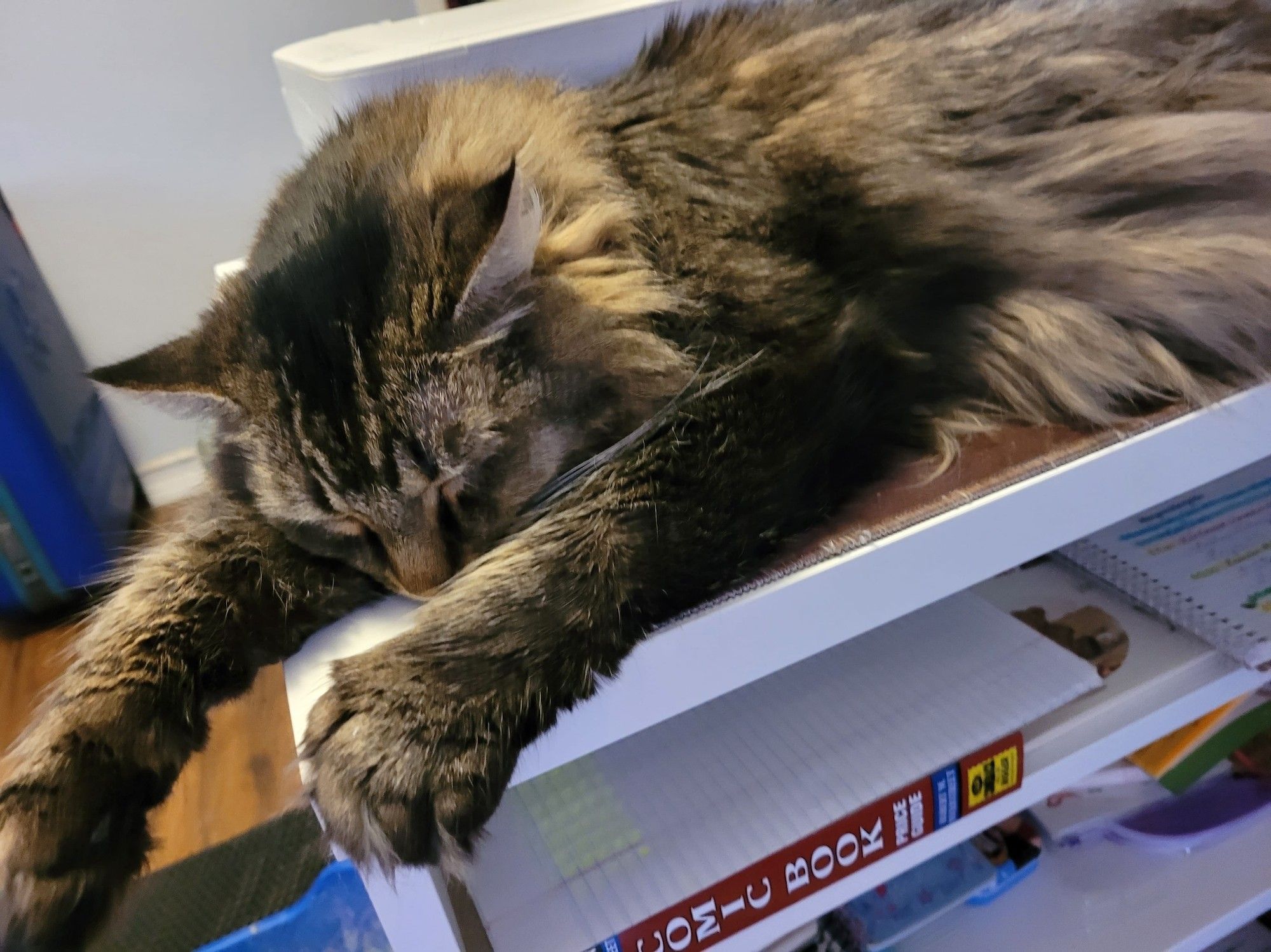 Jammer, a fluffy brown striped Maine Coon mix cat, sleeps on the corner of a white Ikea desk next to a printer.