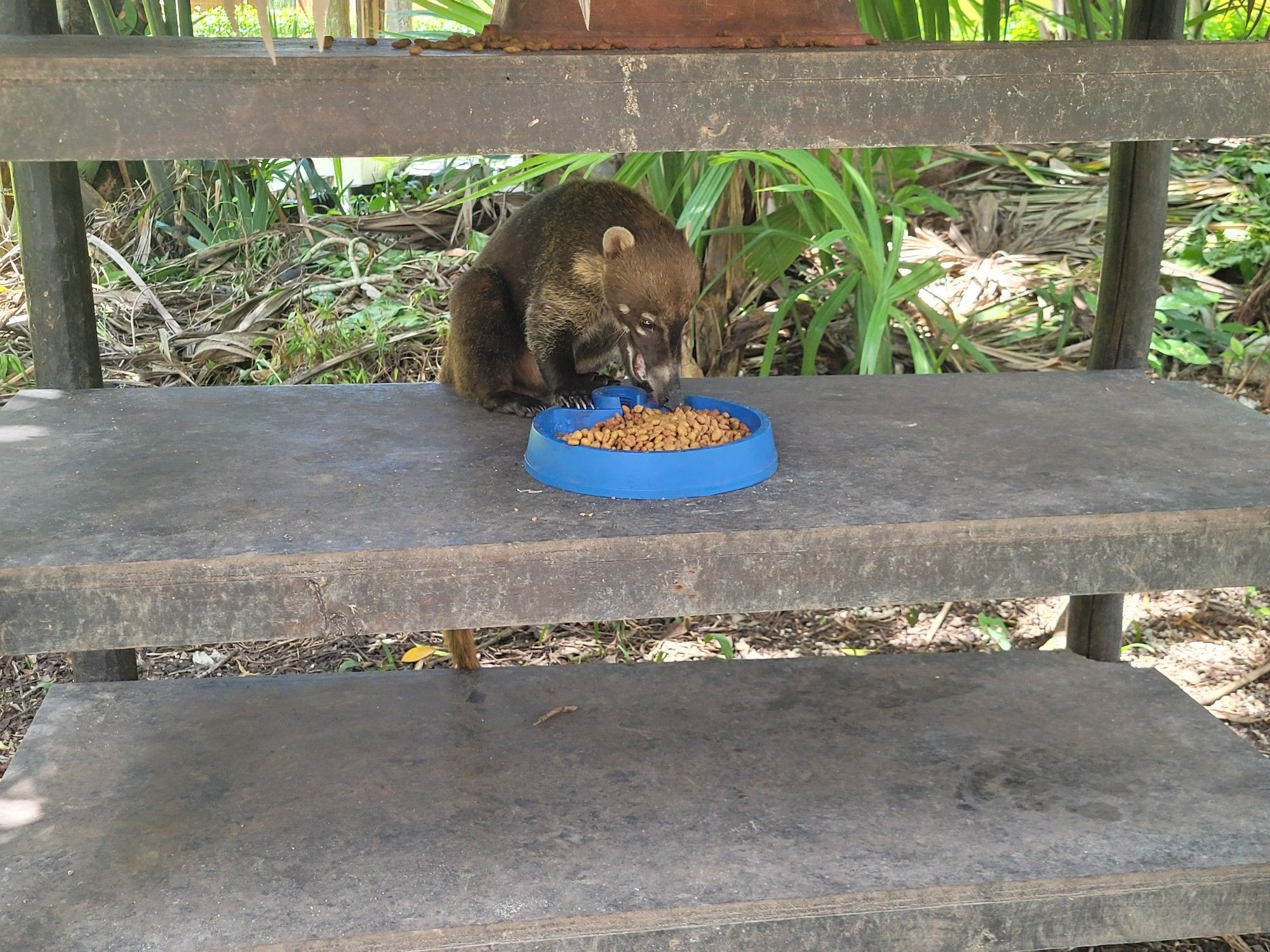 A reddish brown coati crunching on cat food from a blue dish, in a small wooden hut of shelves.