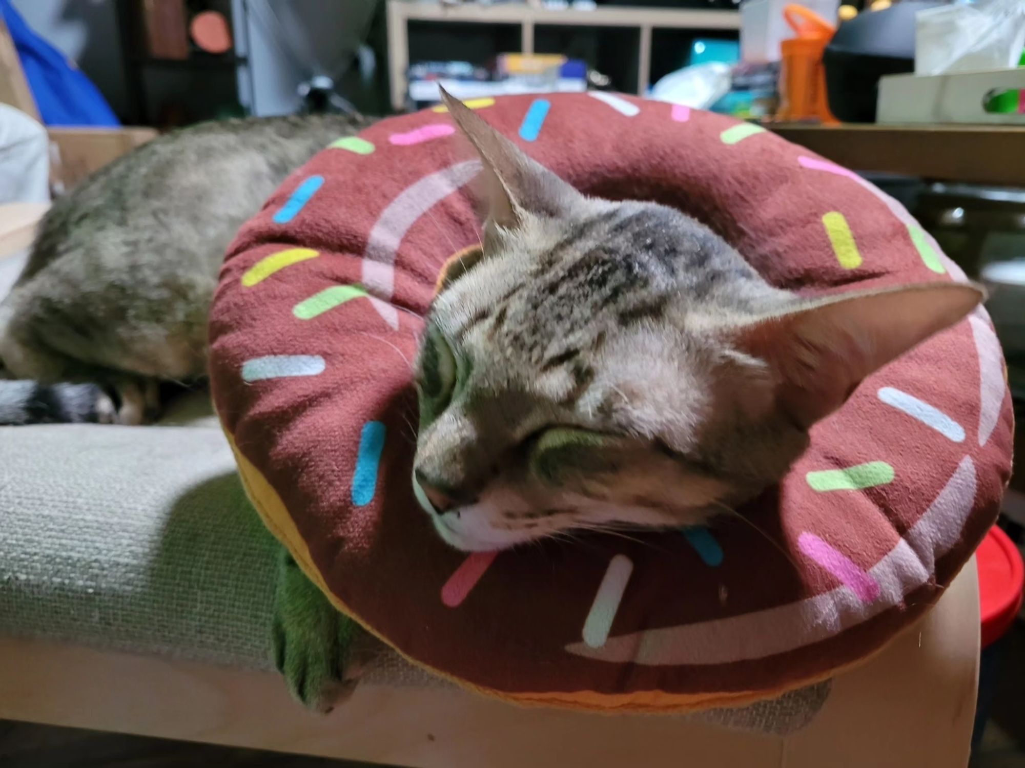 Churro, a small buff tabby striped cat, wears a stuffed chocolate with sprinkles donut cone. He is sleeping and using it as a pillow.