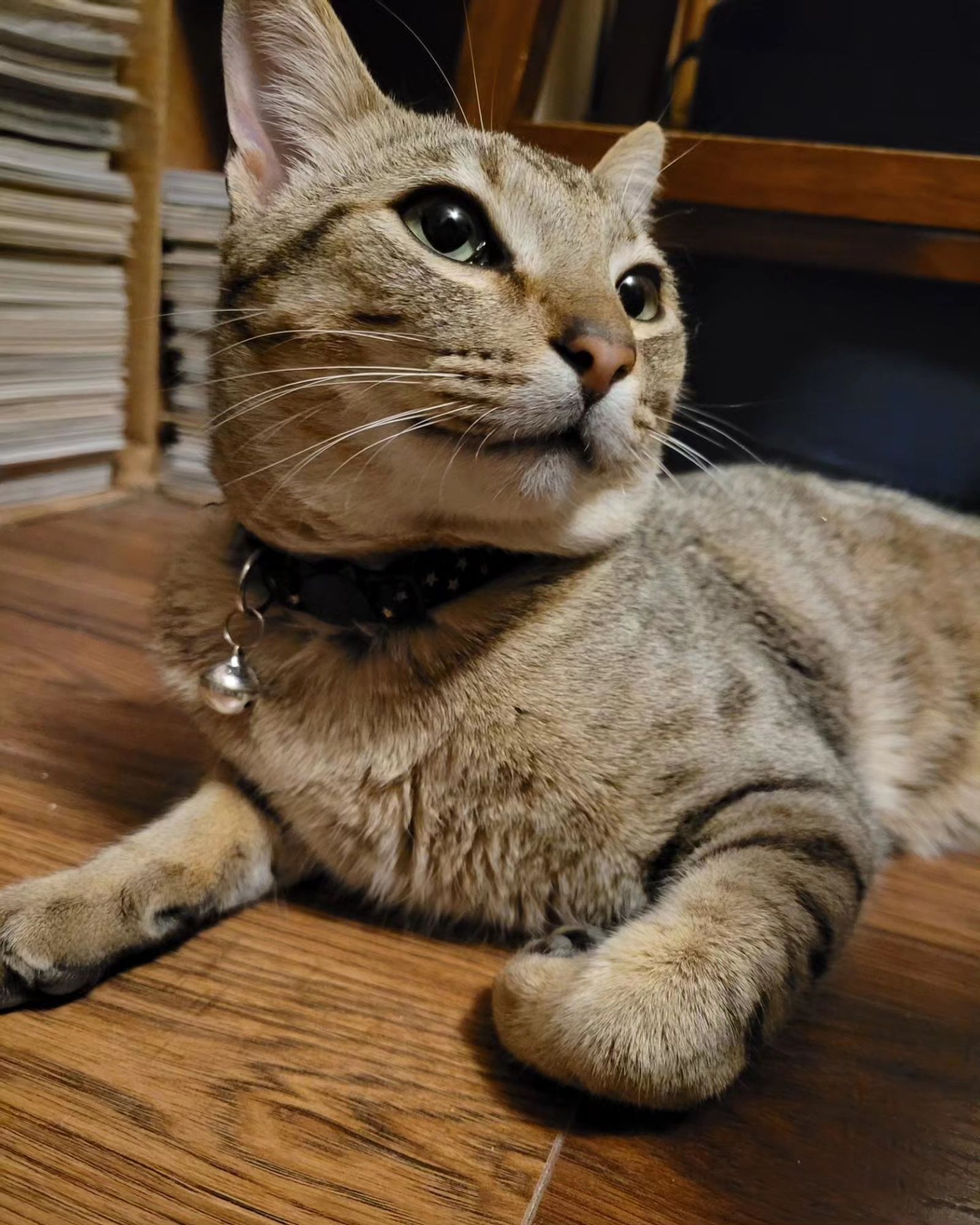 Churro, a buff colored dilute tabby, lies on a laminate wood floor. He wears a black collar and looks smug.