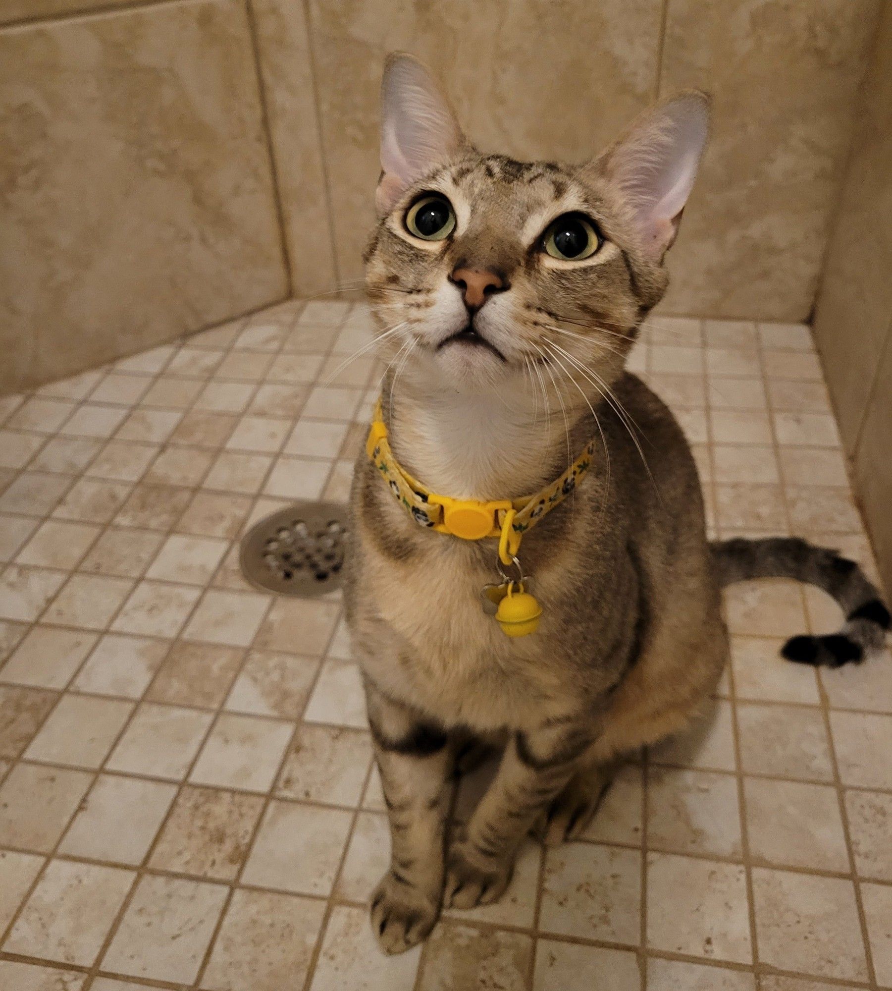 Churro Harfoot, a slim buff tabby, sits in a tiled shower. He has wide yellow eyes and a yellow collar.