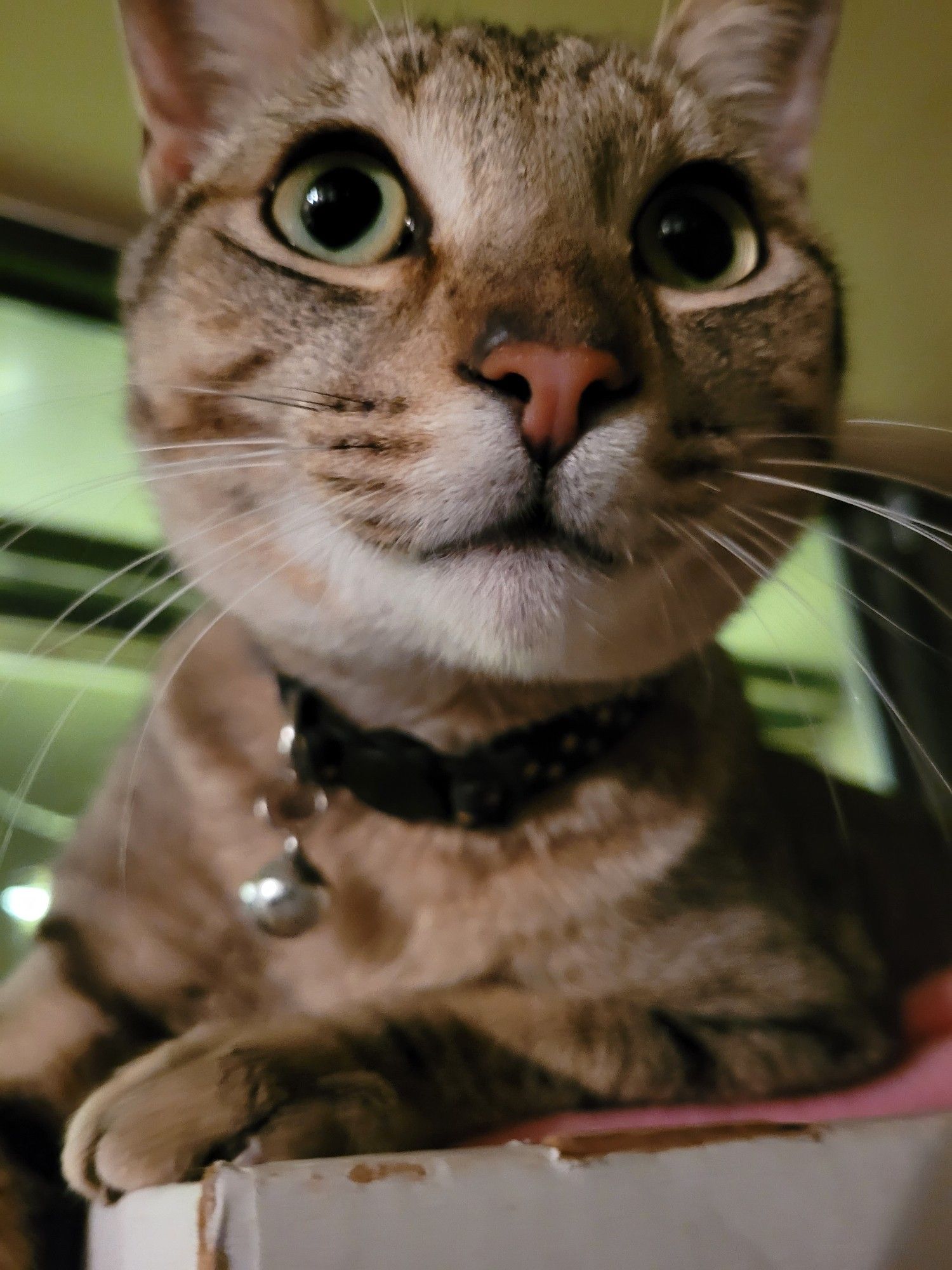 Churro, a dilute buff tabby cat, sits on top of a comic box and pokes his nose into the camera. He has round green eyes and a black collar.