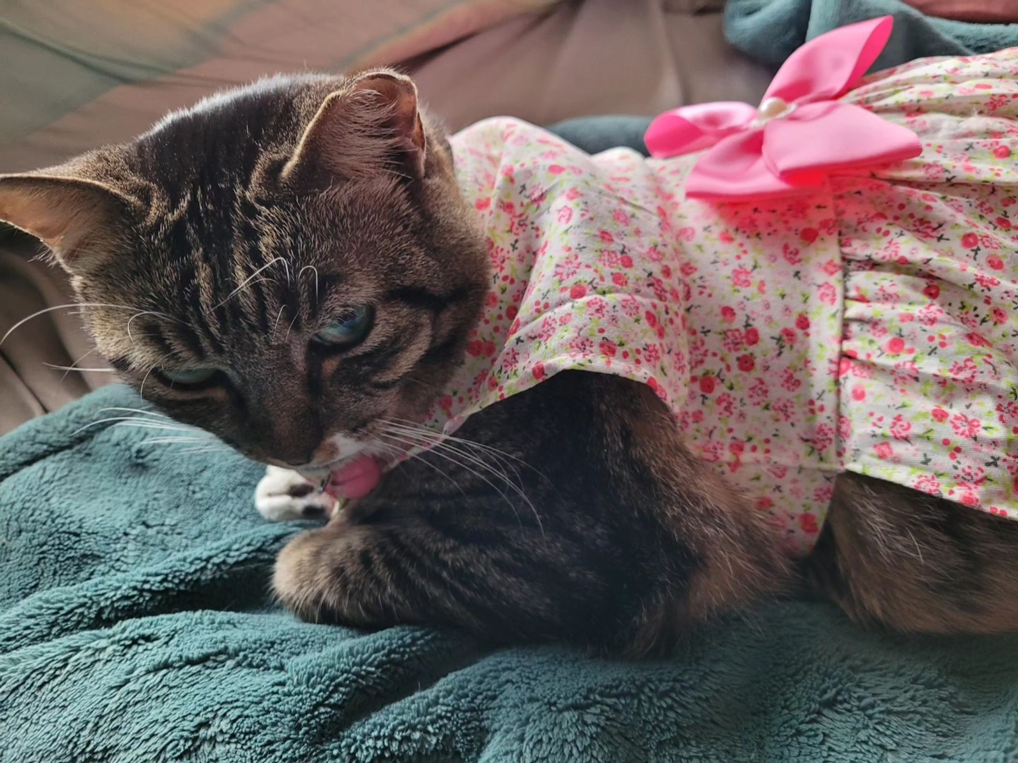 Tini, a small brown tabby striped cat with white accents, wears a pink floral dress with a bow. She looks annoyed.