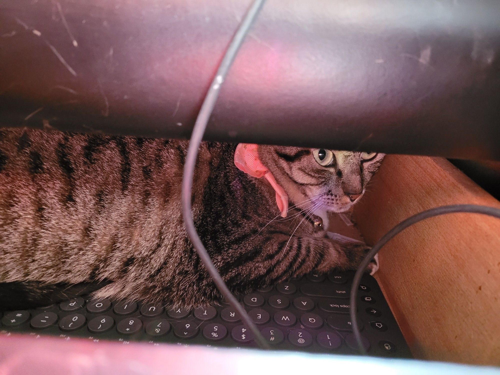 Tini, a small brown striped tabby cat with white accents, lies on an unused keyboard in a partially opened dresser drawer.