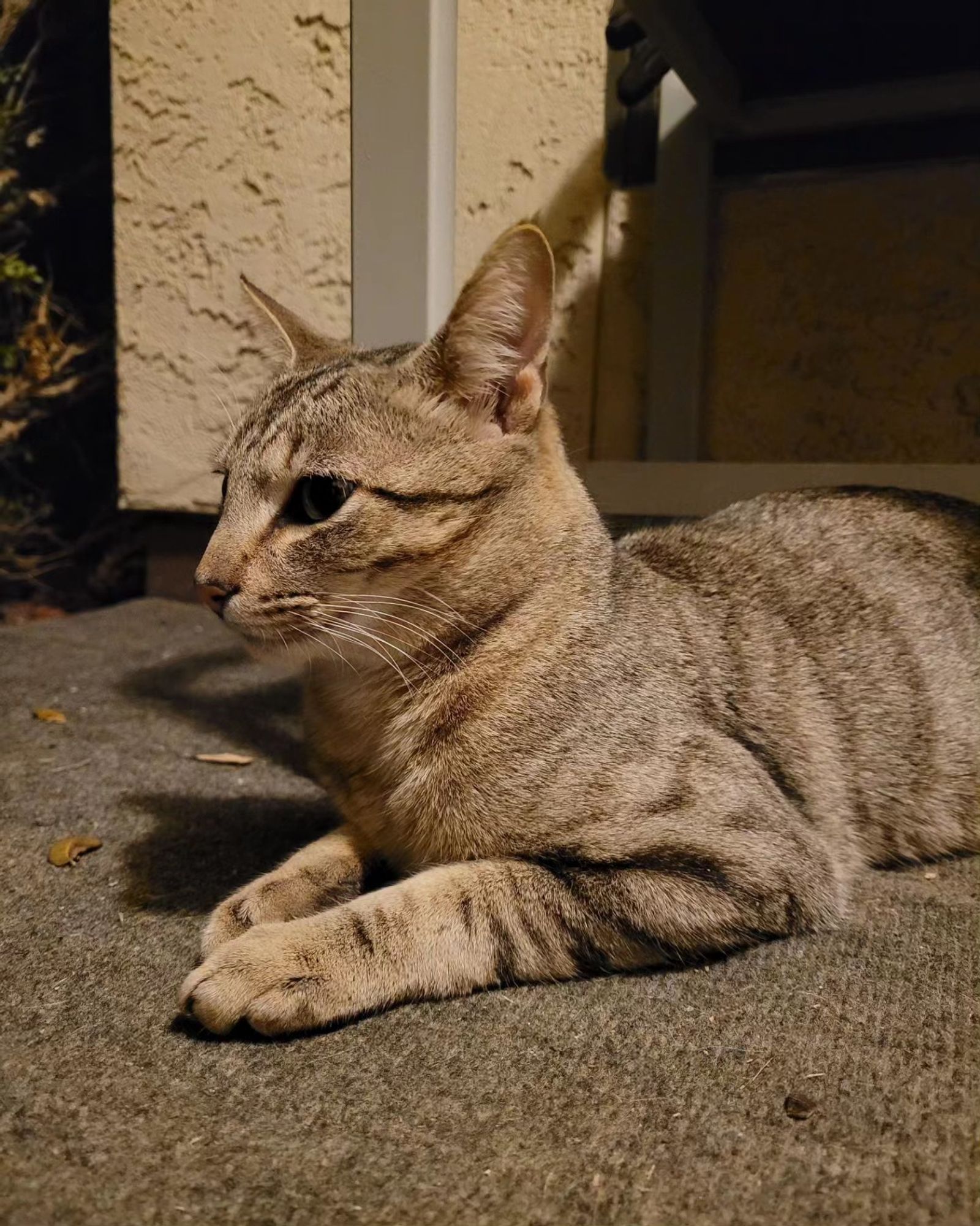 Churro, a buff colored dilute tabby, lies on a porch floor. He has no collar.