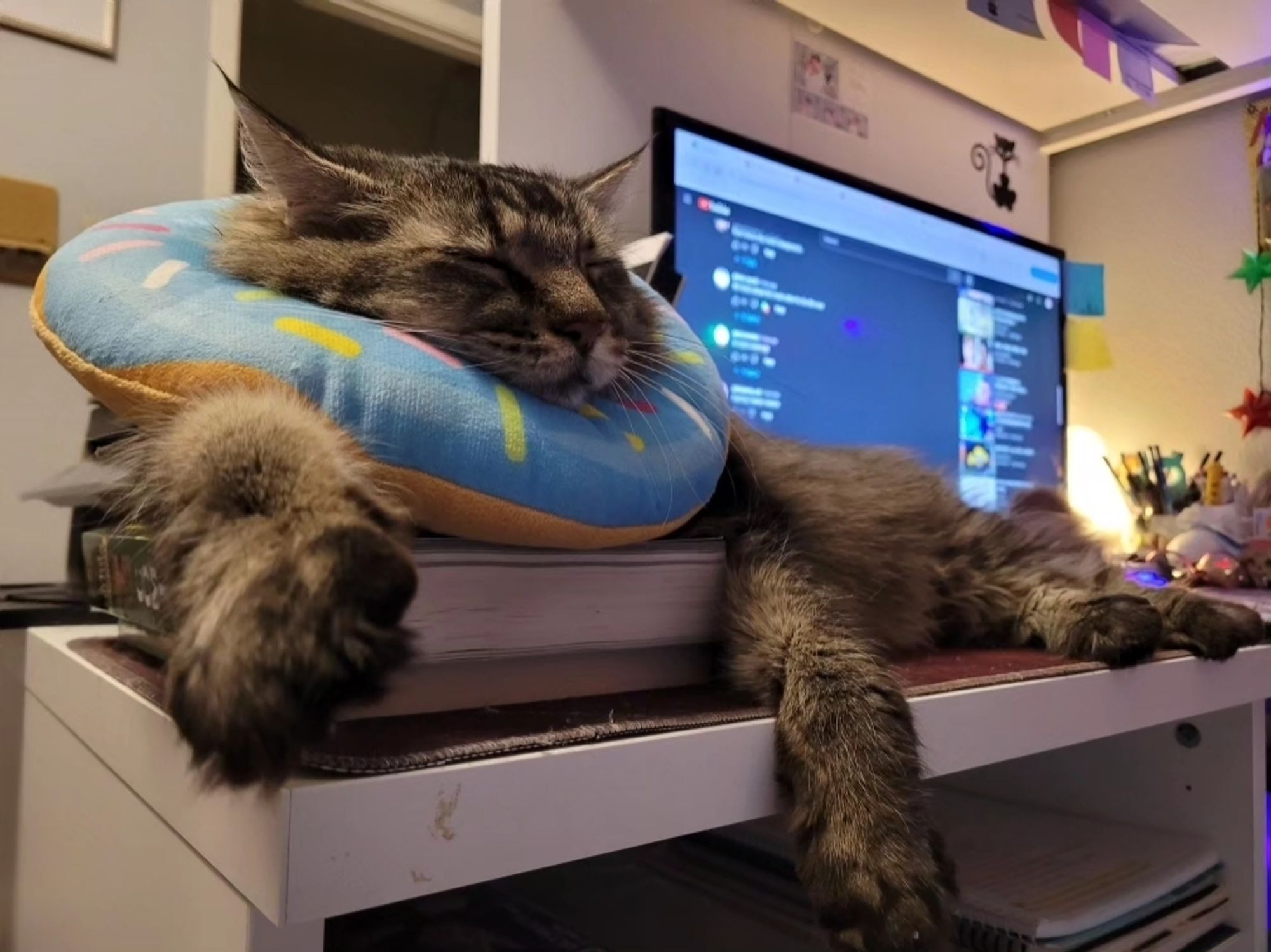 Jammer, a fluffy brown cat, wears a stuffed blue with sprinkles donut cone. He is sleeping and using it as a pillow.