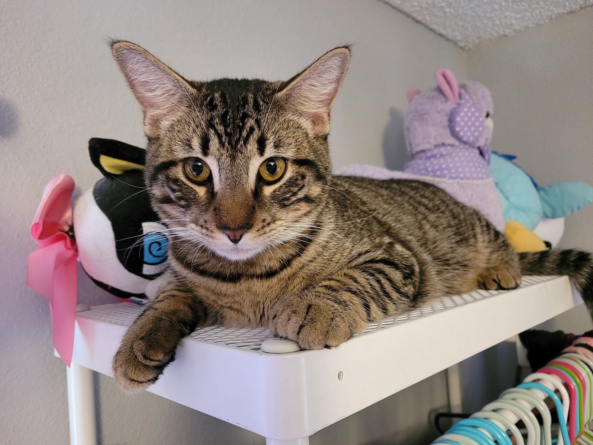 Bigelow, a brown striped tabby cat, lies on the top rack of an Ikea metal clothes rack, surrounded by plush animals.