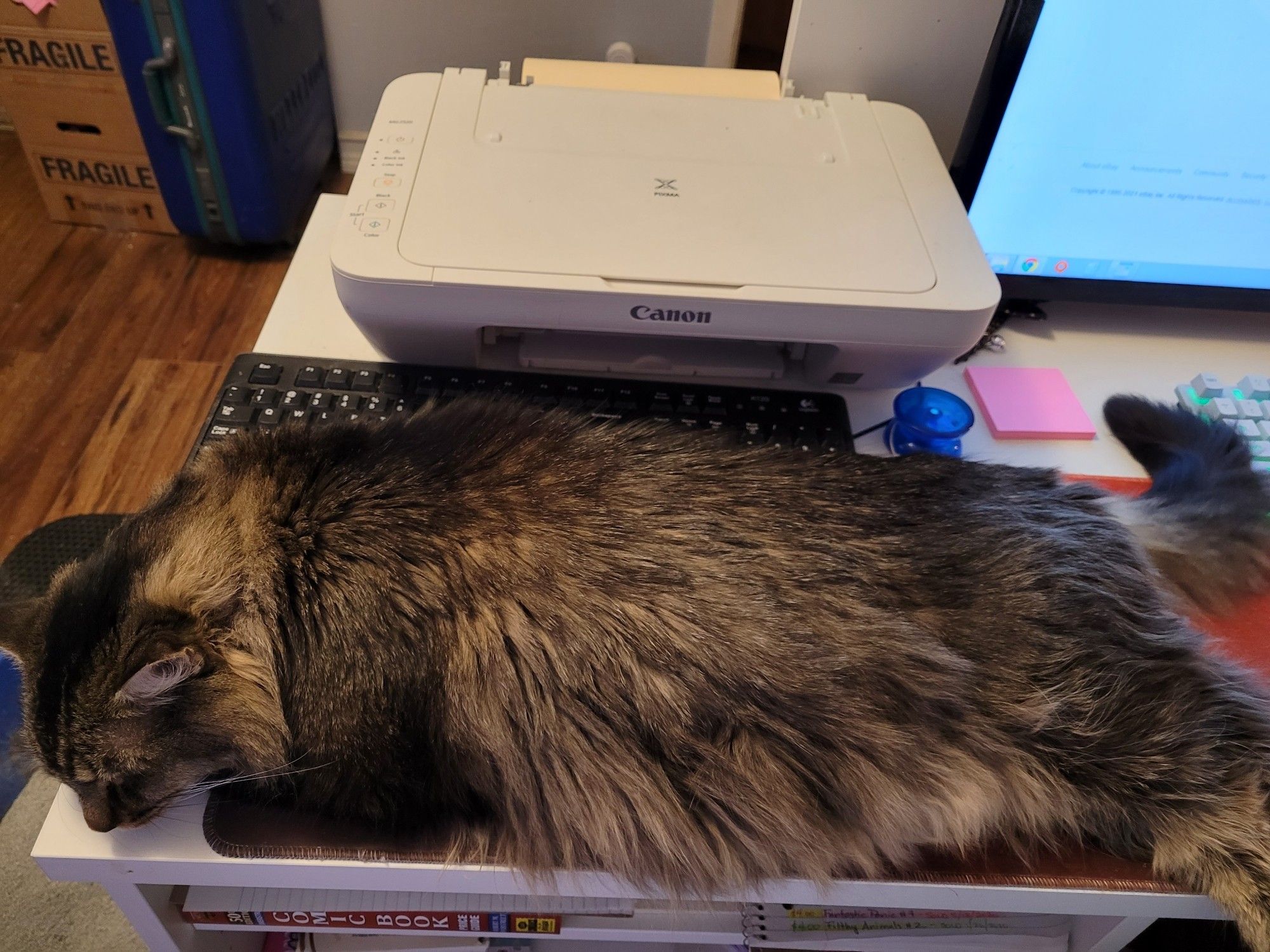 Jammer, a large fluffy brown striped Maine Coon mix, lies across a desk. He is longer than the Canon printer behind him.