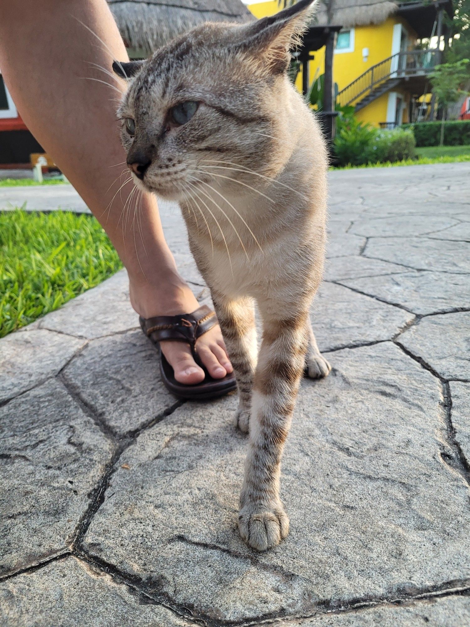 A grey tabby/Siamese mix stray cat with beautiful blue eyes. He is all leg and quite thin. He is attempting a rub on my partner's leg.