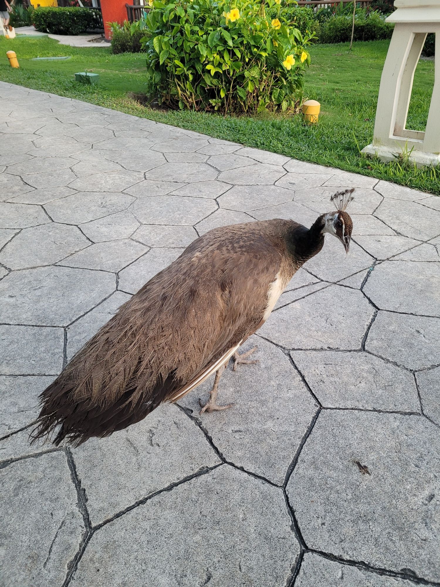 A large brown peahen with iridescent green neck feathers. Yellow tropical flowers bloom on a bush in the background.