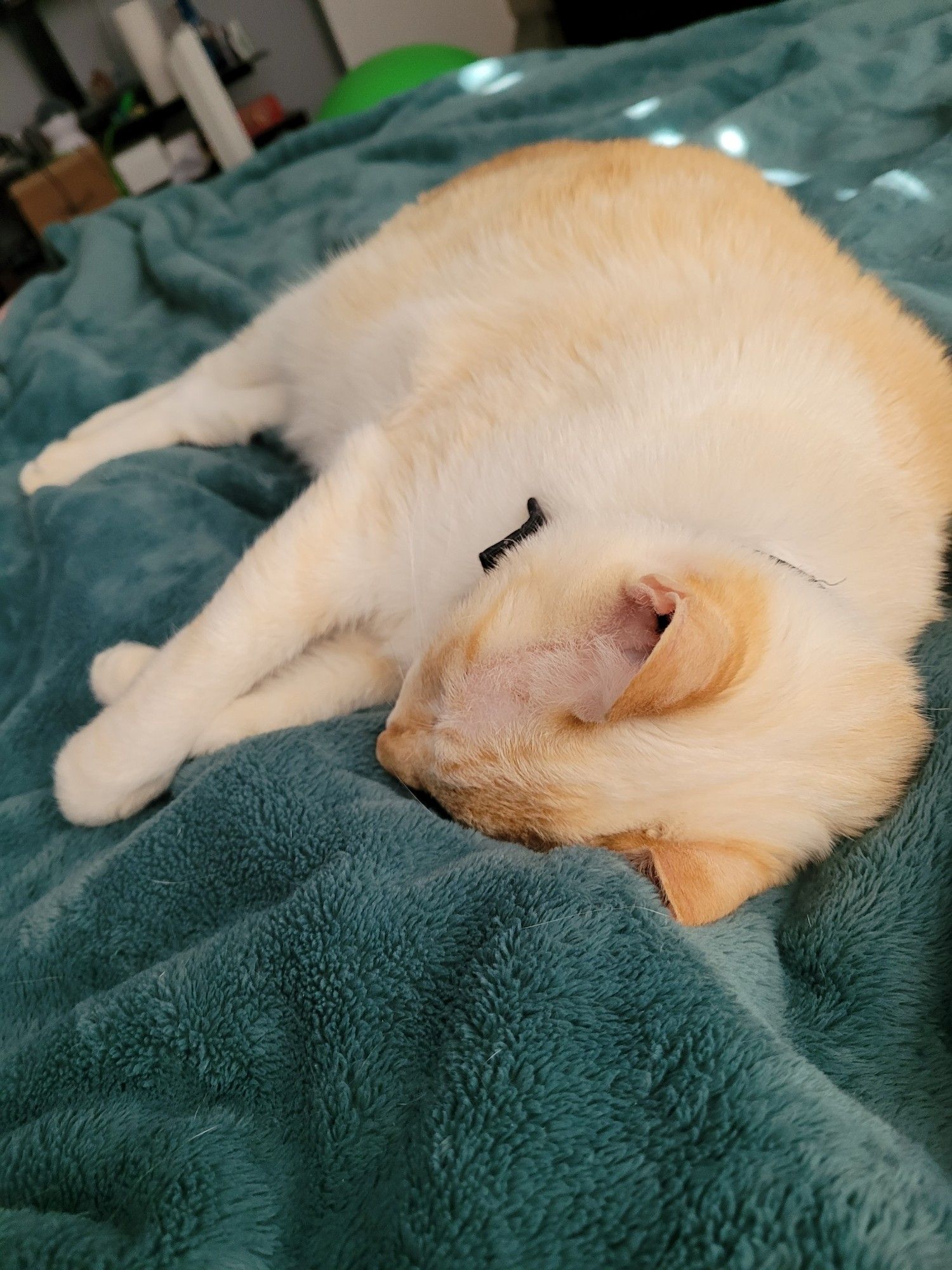 Rosencrantz, a white & orange flamepoint Siamese mix, snoozes comfortably on a green plush blanket.